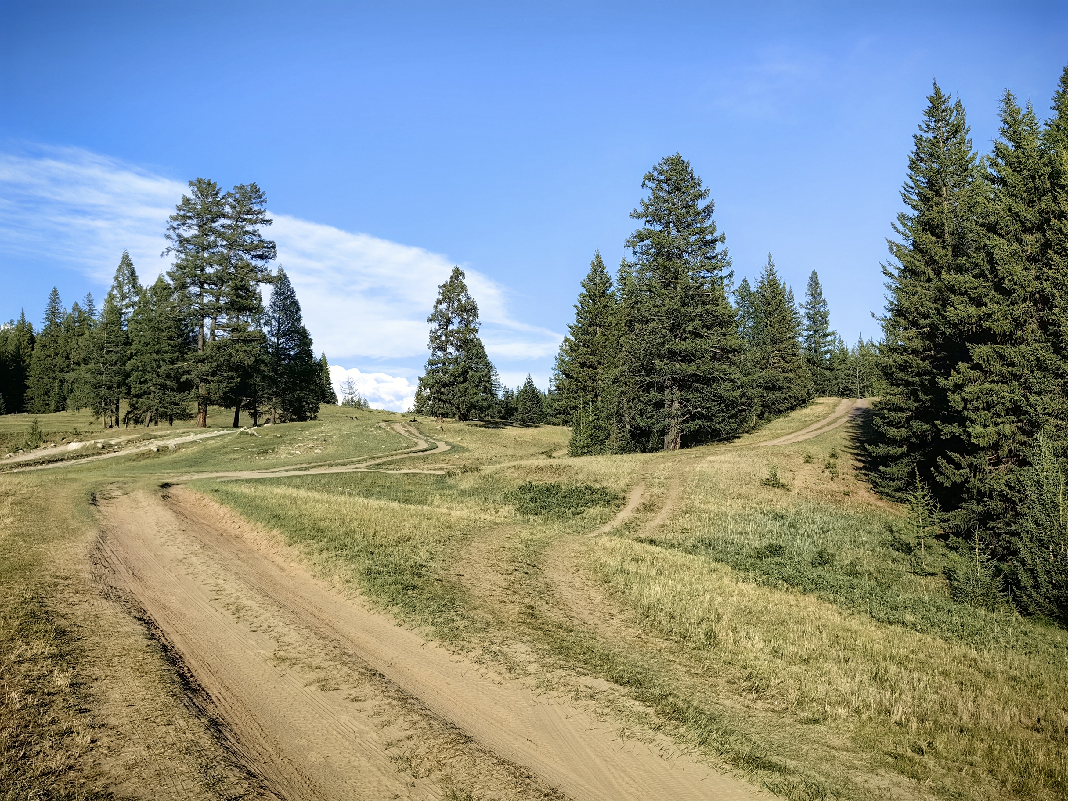 природа,алтай,дороги,деревья,лето, Козлова Галина