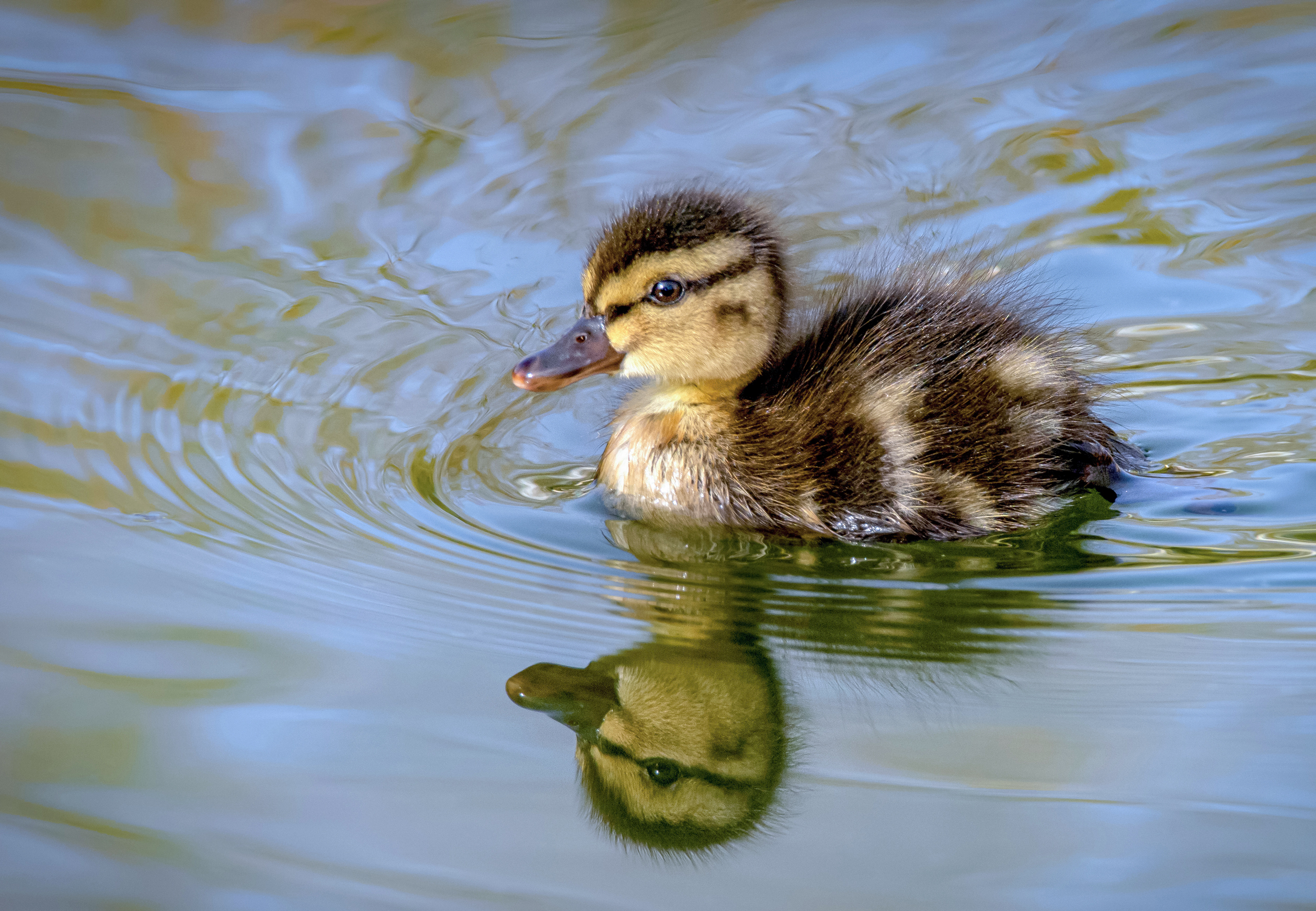 Утенок, Горбачева Маментьева Татьяна