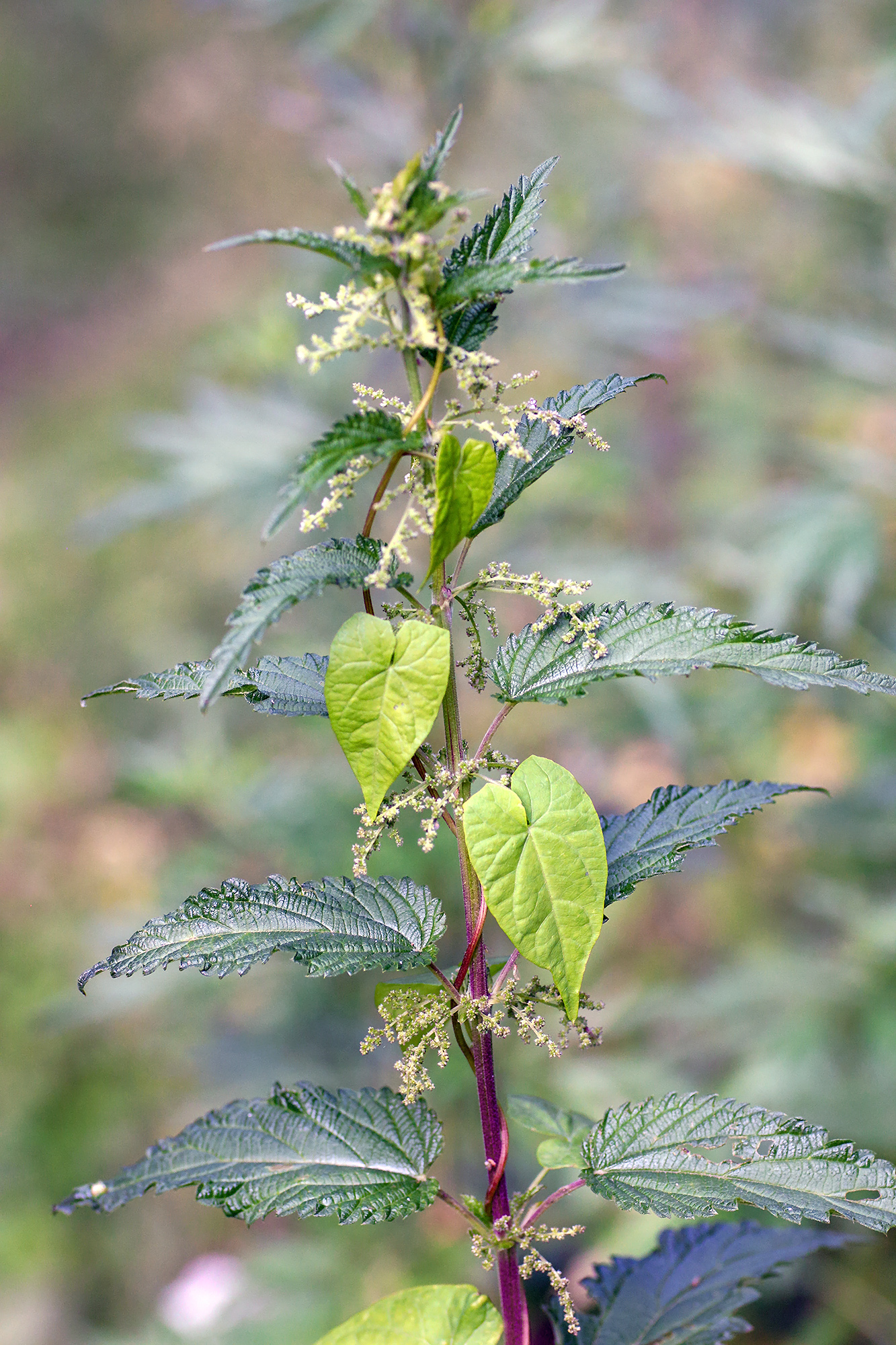 крапива двудомная, urtica dioica, повой заборный, calystegia sepium, КарОл