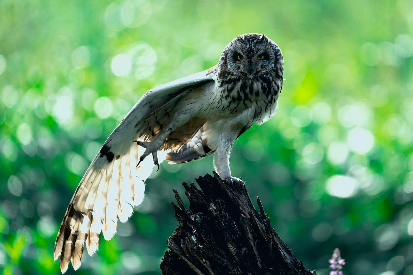 , Велин Александр