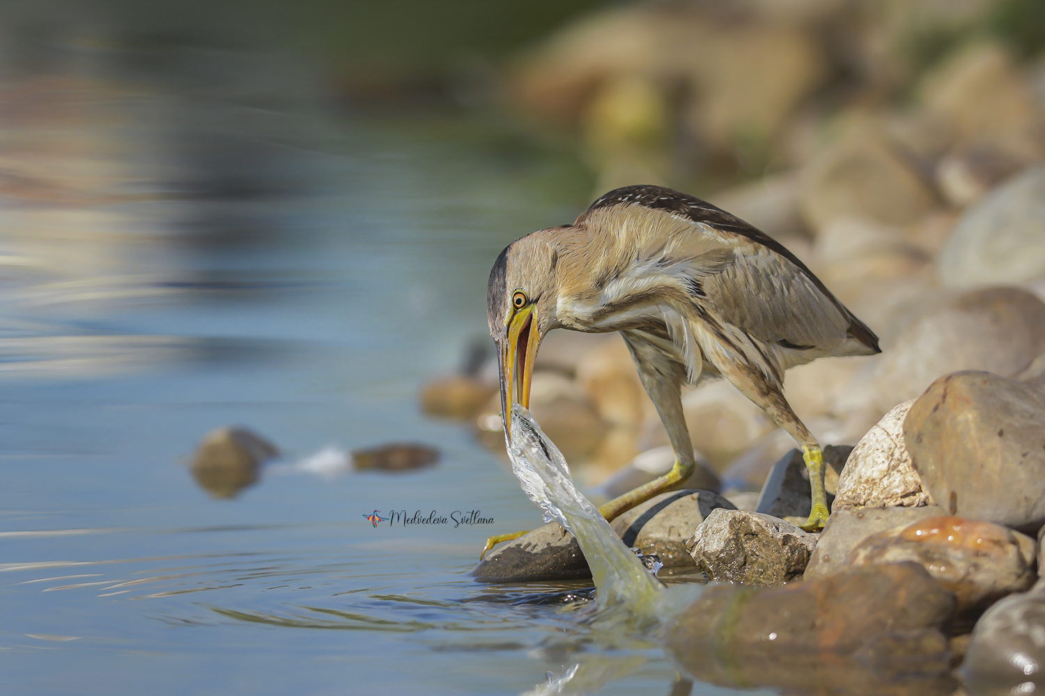 птица, выпь, малая выпь, фотоохота, дикие животные, Медведева Светлана