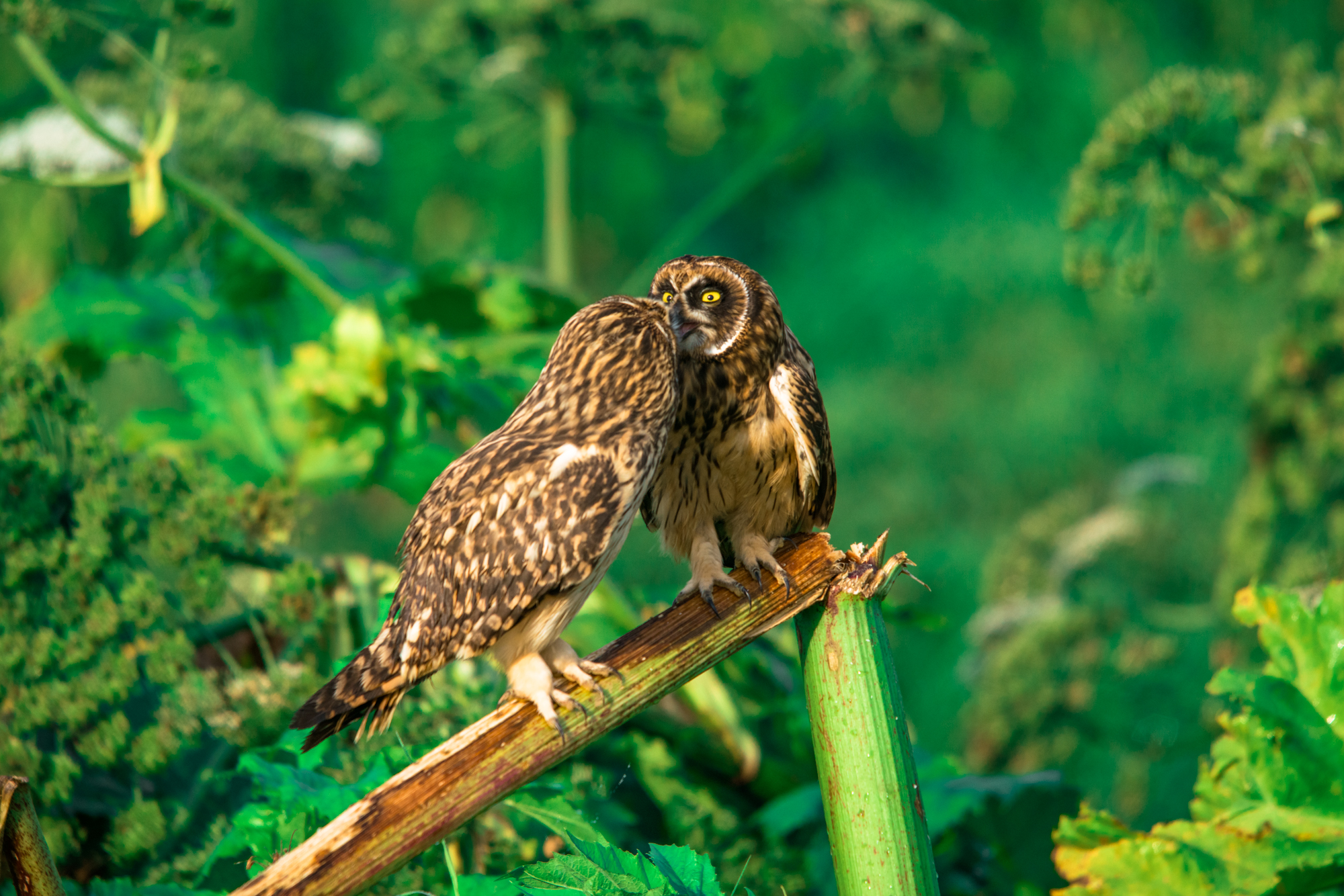 , Велин Александр