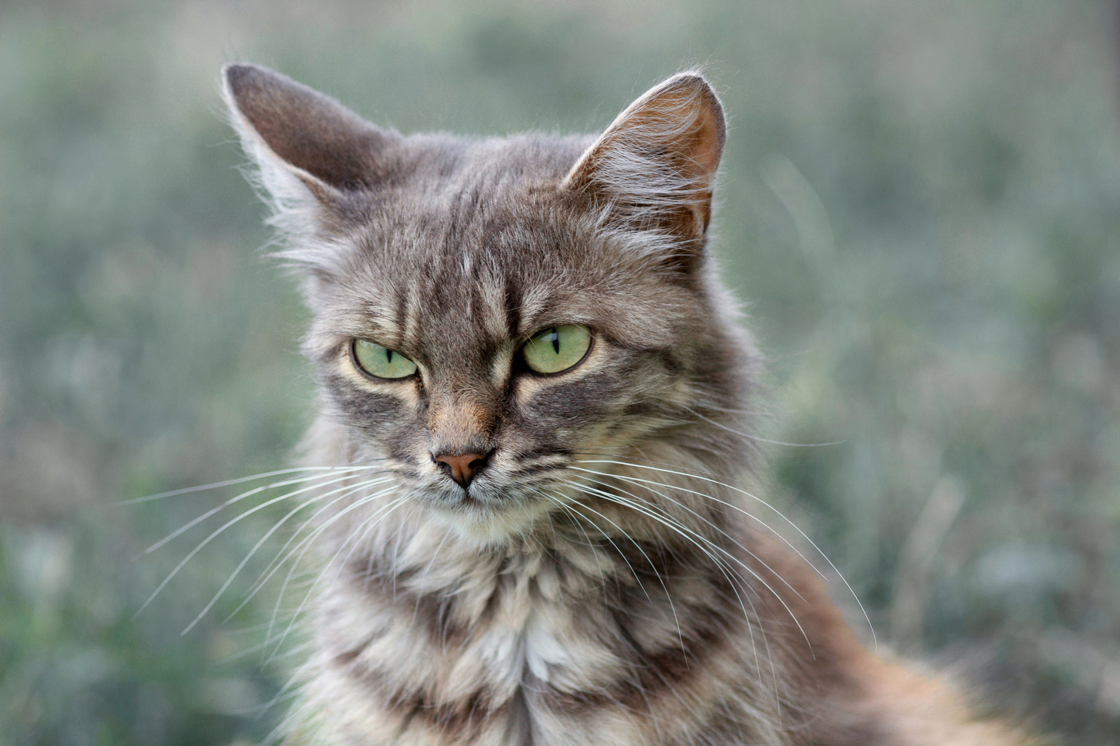 кошка, Александр Канцур