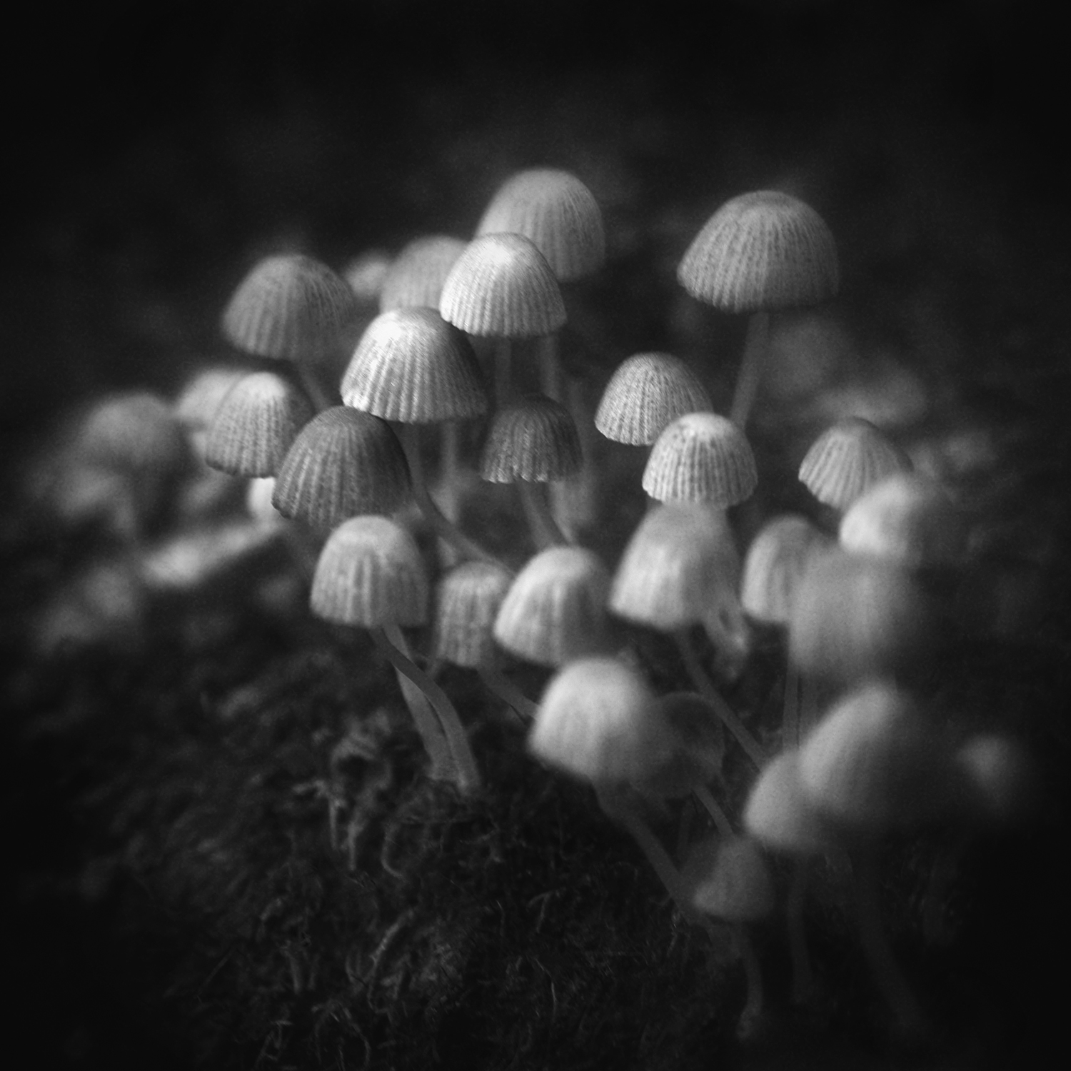 чб, грибы, лес, Сергей Кот