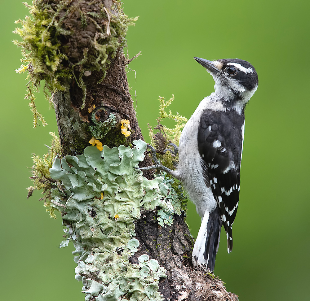 дятел,  woodpecker, downy woodpecker, пушистый дятел, Etkind Elizabeth