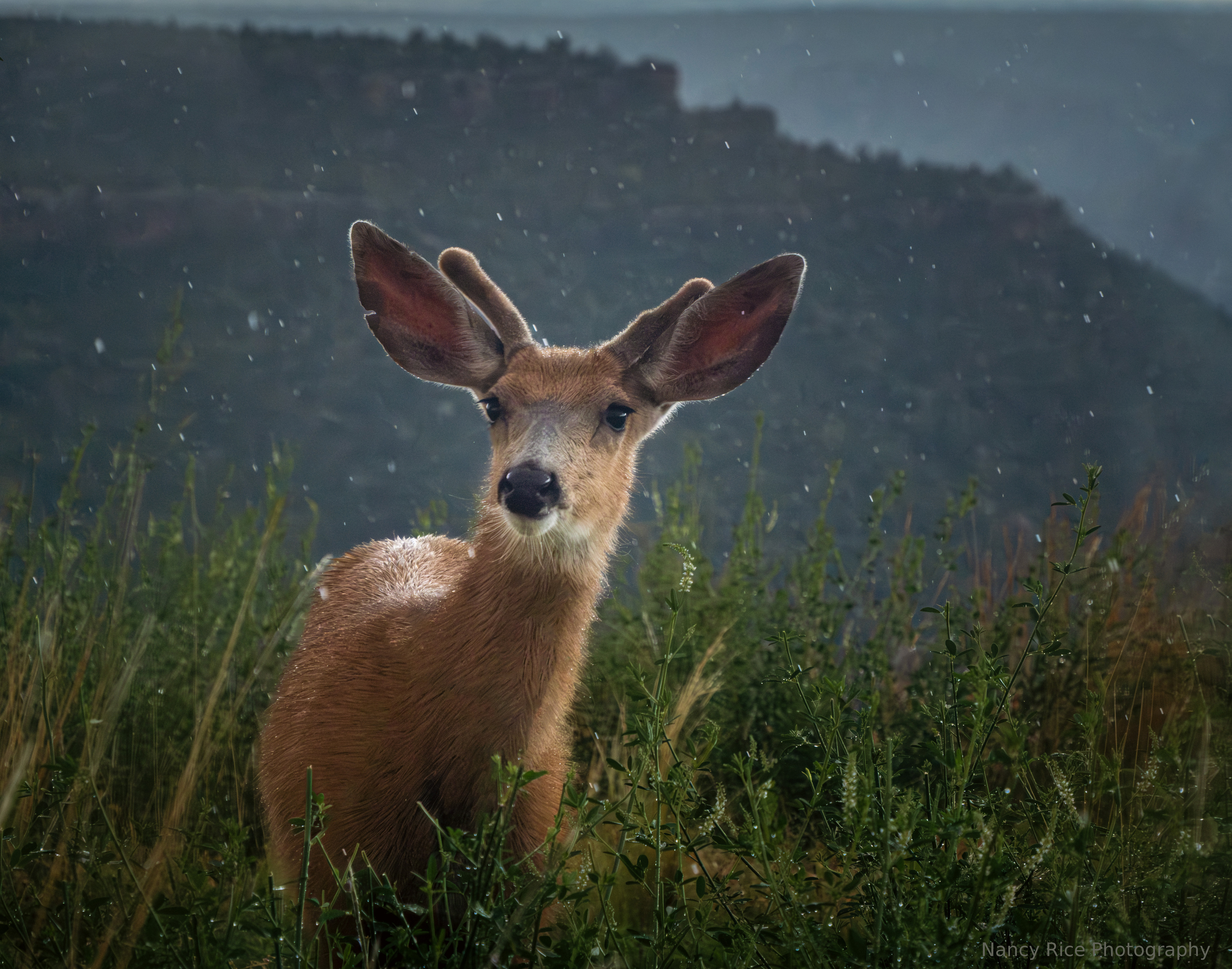 rain, deer, buck, summer, new mexico, nature, outdoors, weather, storm, wildlife, animal, Nancy Rice