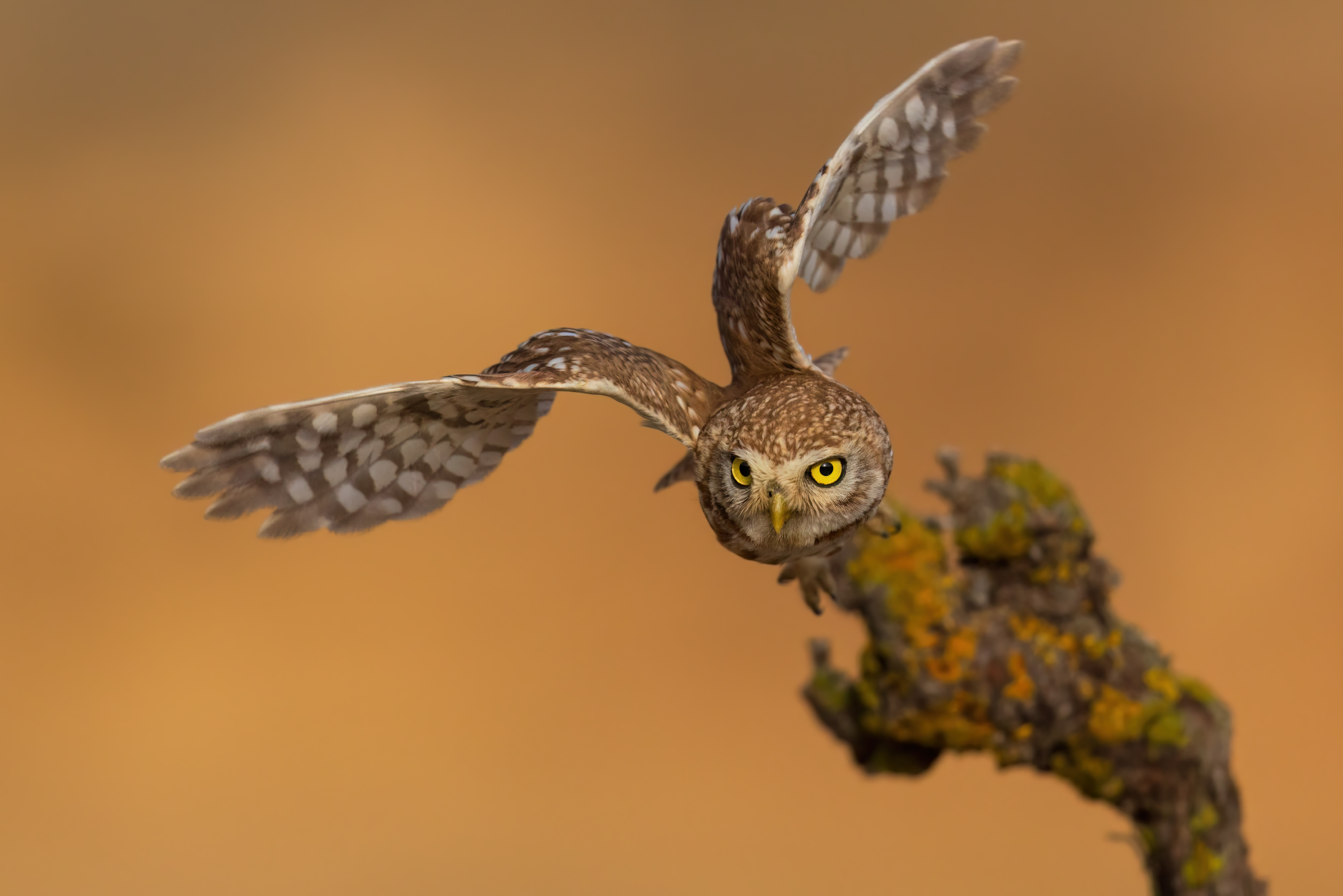 , Фруман Евгений