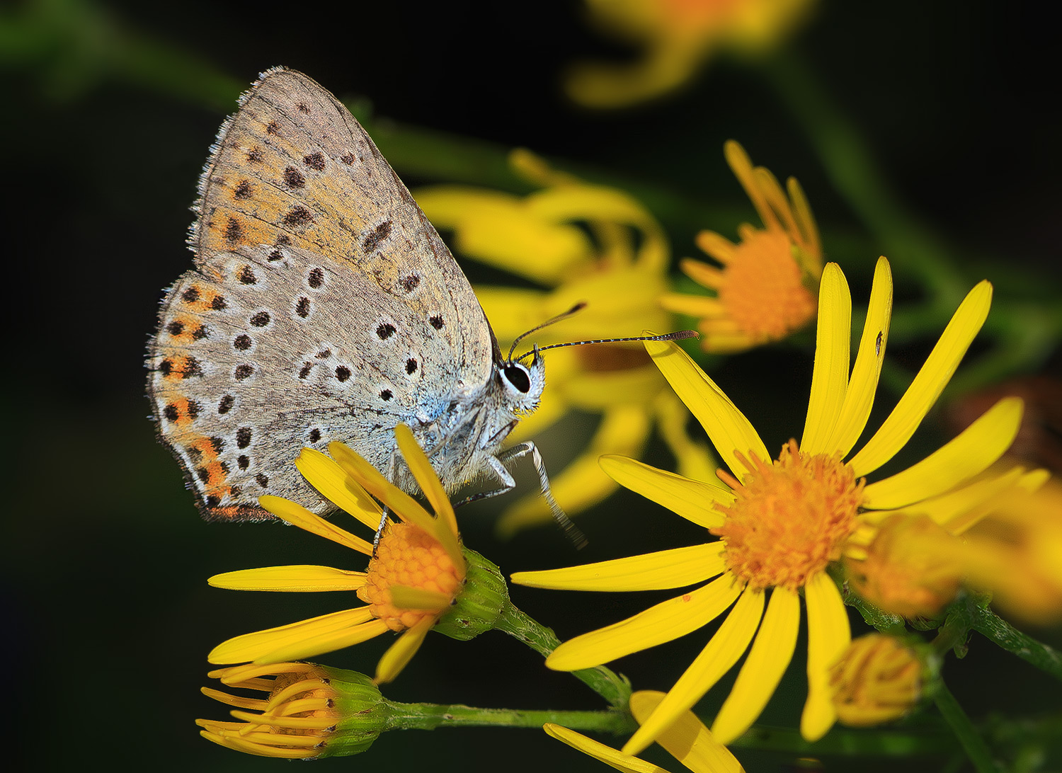 насекомые, бабочка, голубянка, червонец, бурыйй,  лето, июль, Борис Новиков