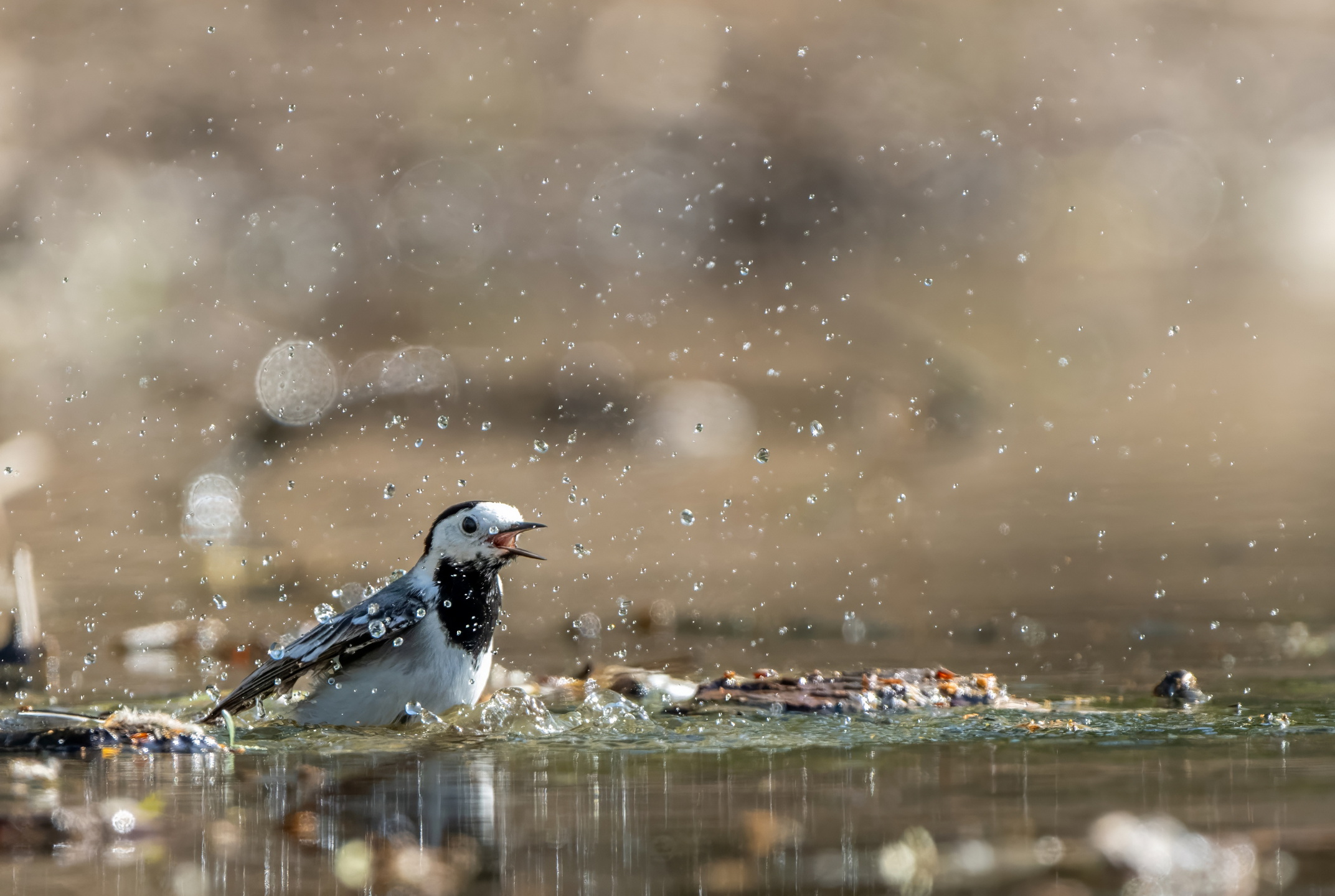 , Дэм Константин