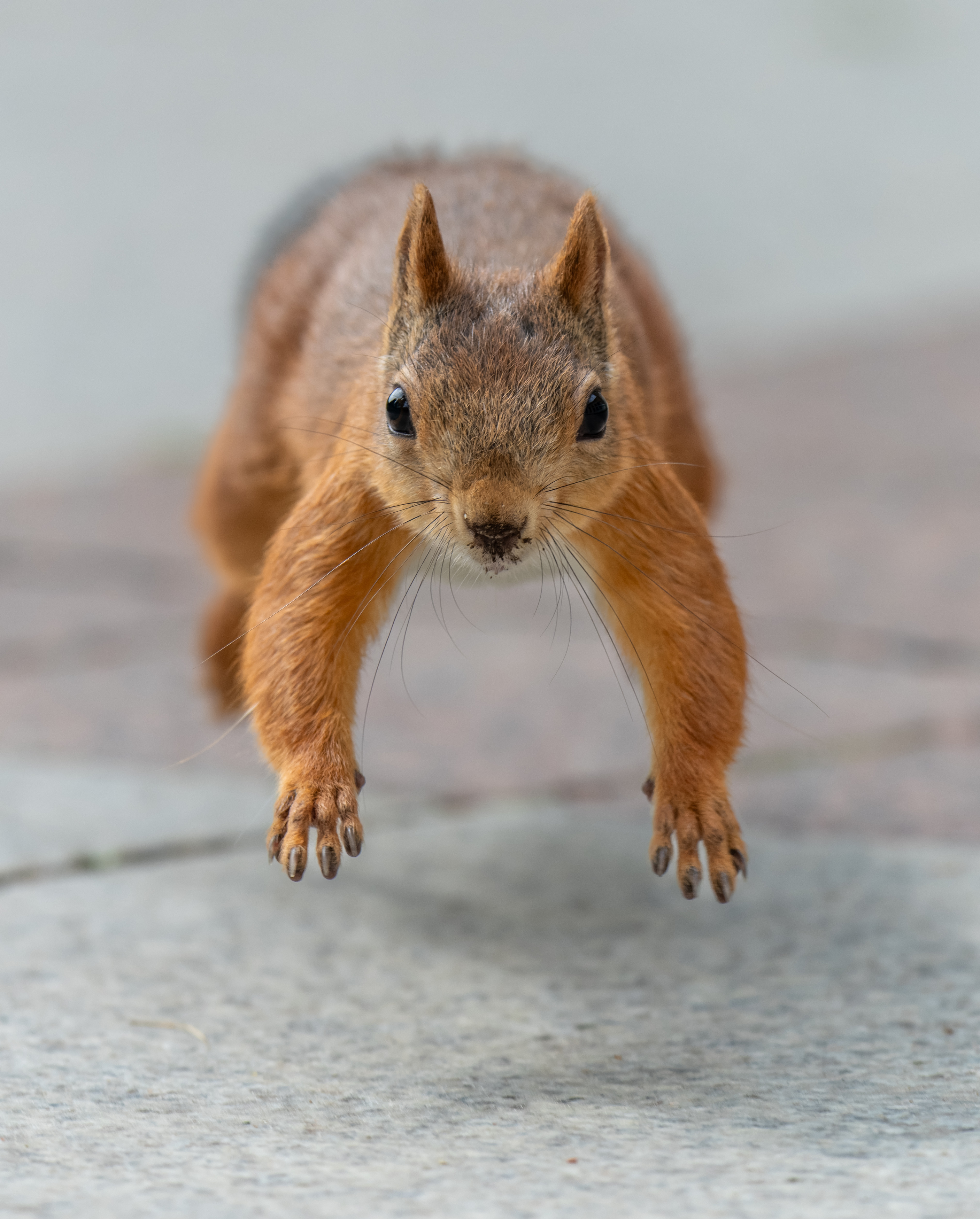 , Дэм Константин