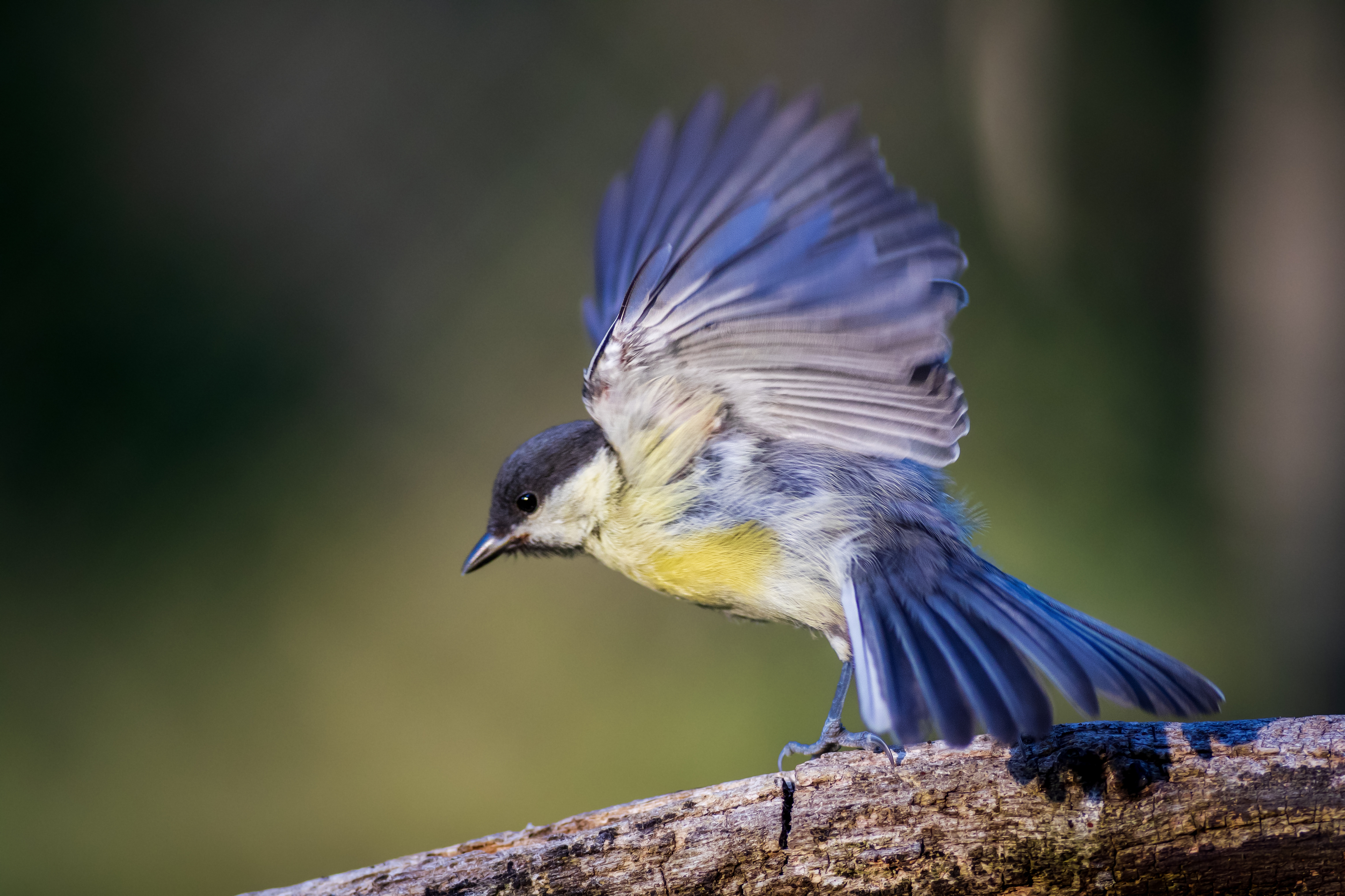 blue tit, Miroslav Nikolov