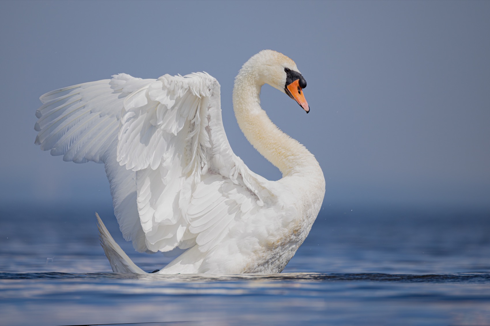 шипун, лебедь, лебедь шипун, лебедь-шипун, финский залив, Руслан Pl