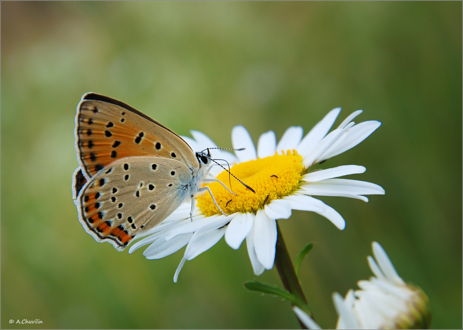 бабочка, голубянка,червонец,alciphron,самка,козявки,ромашка, Александр Чувилин