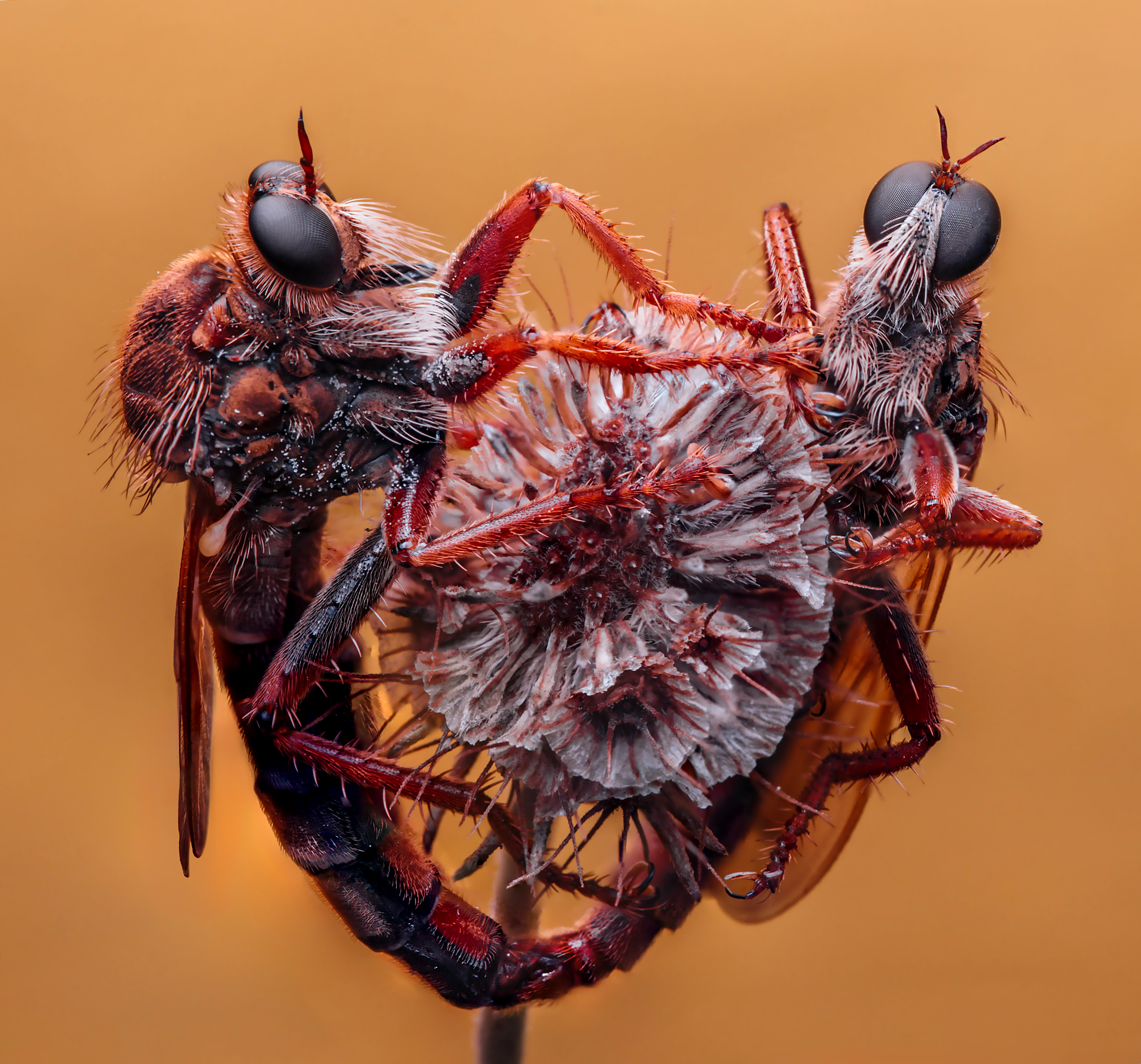 макро, ктыри, насекомые, canon, Маслова Любовь