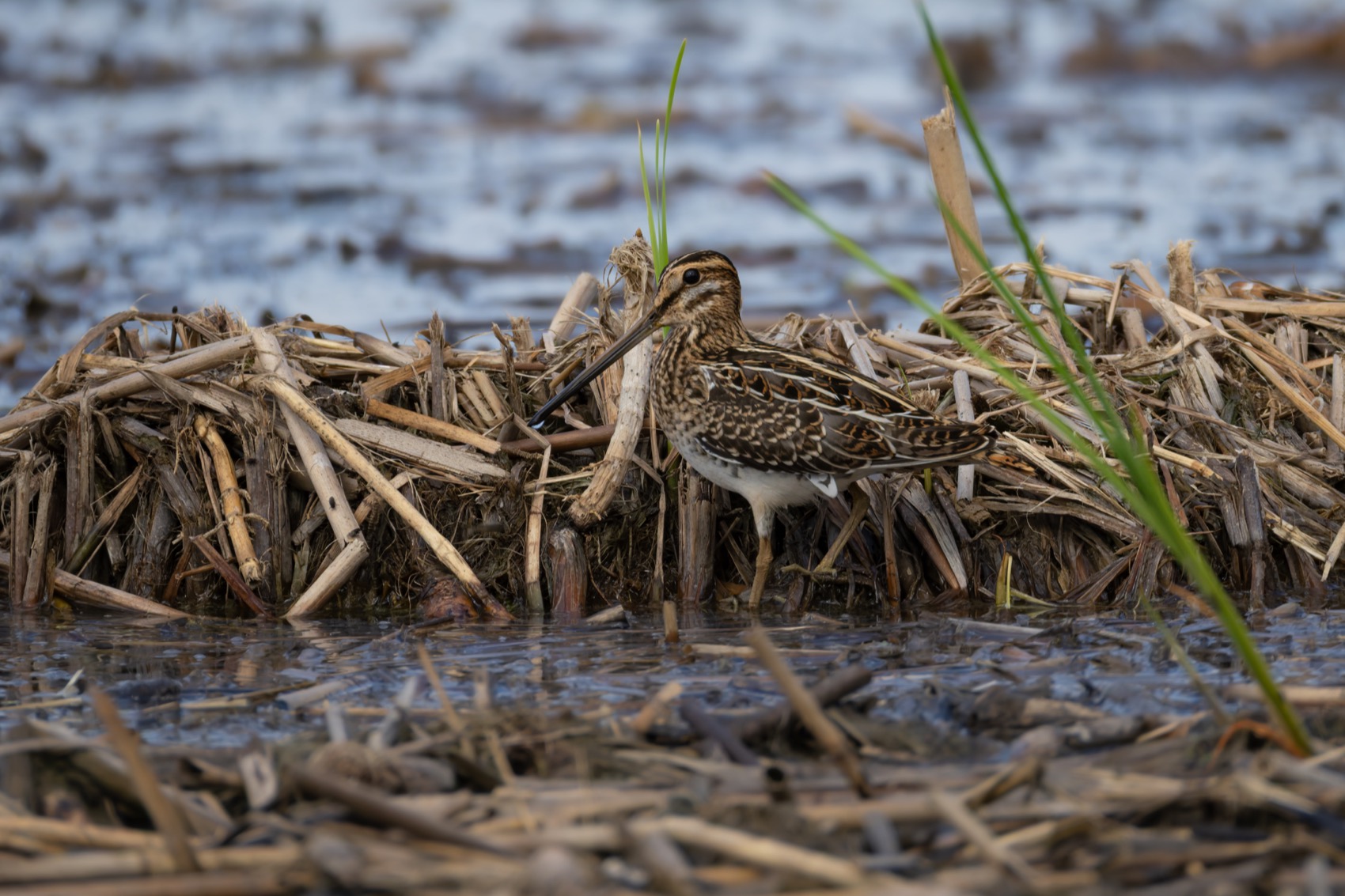 бекас, кулик, птицы, кулики, Руслан Pl