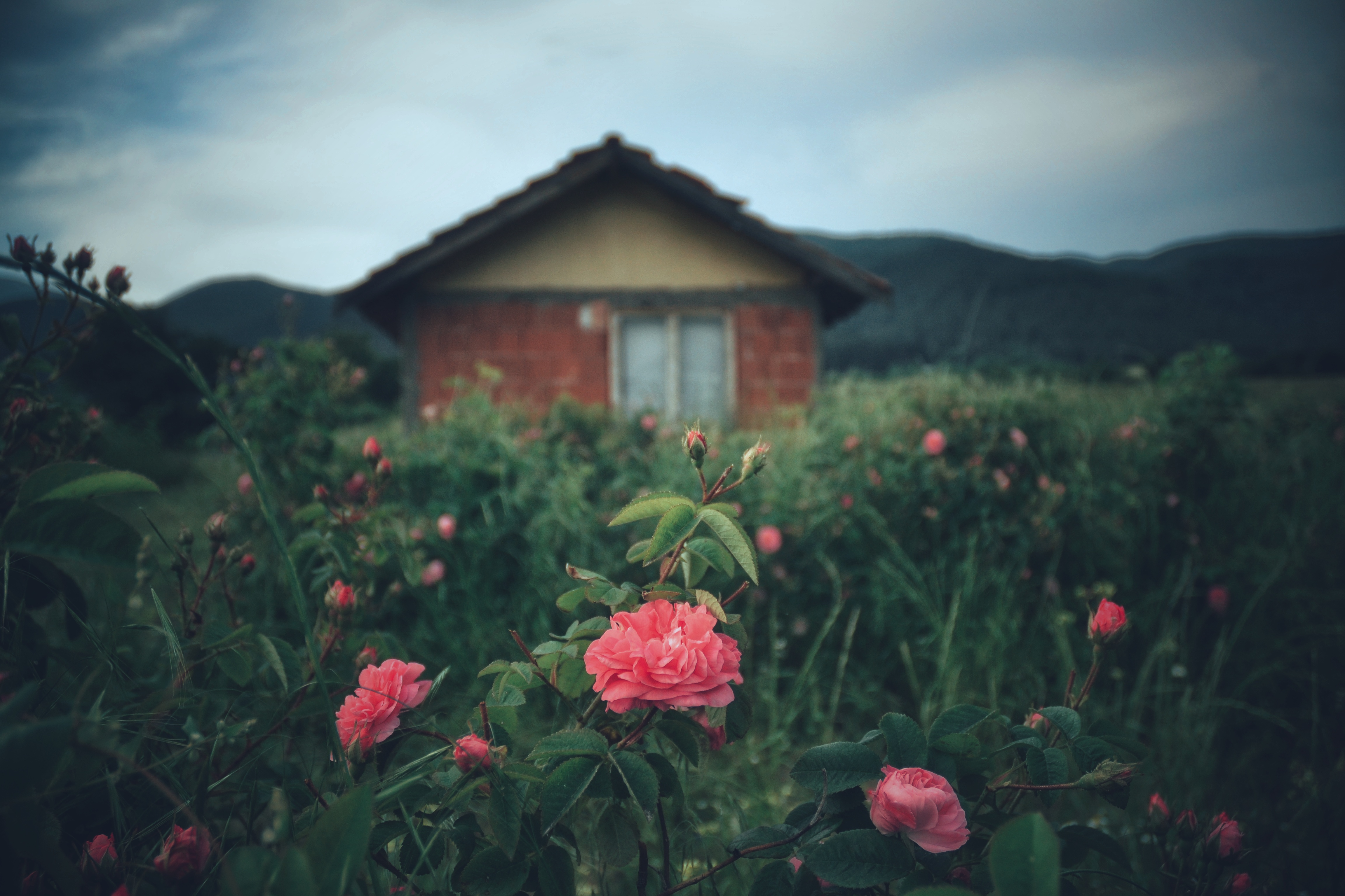 , Юлияна Стоянова