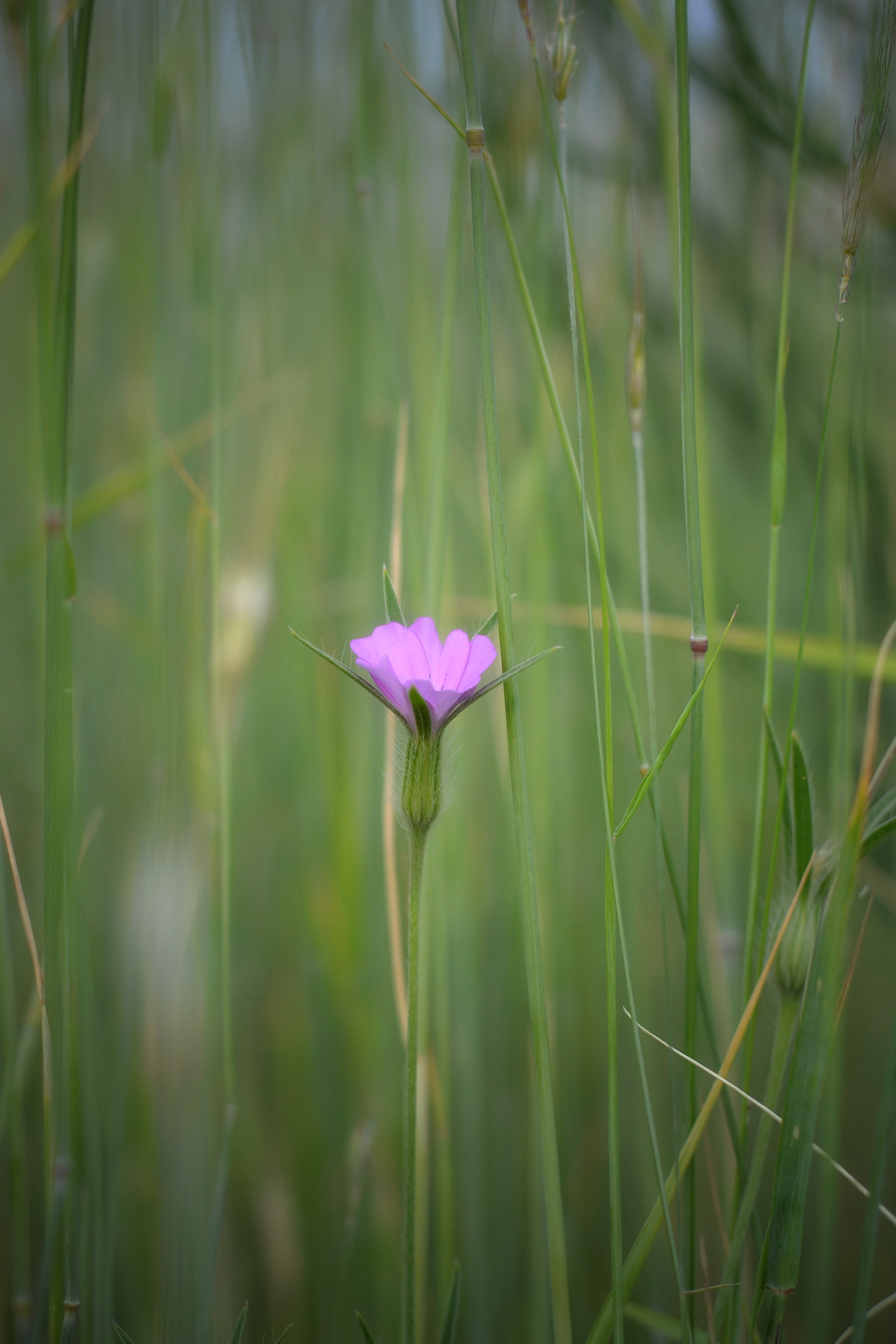 , Юлияна Стоянова