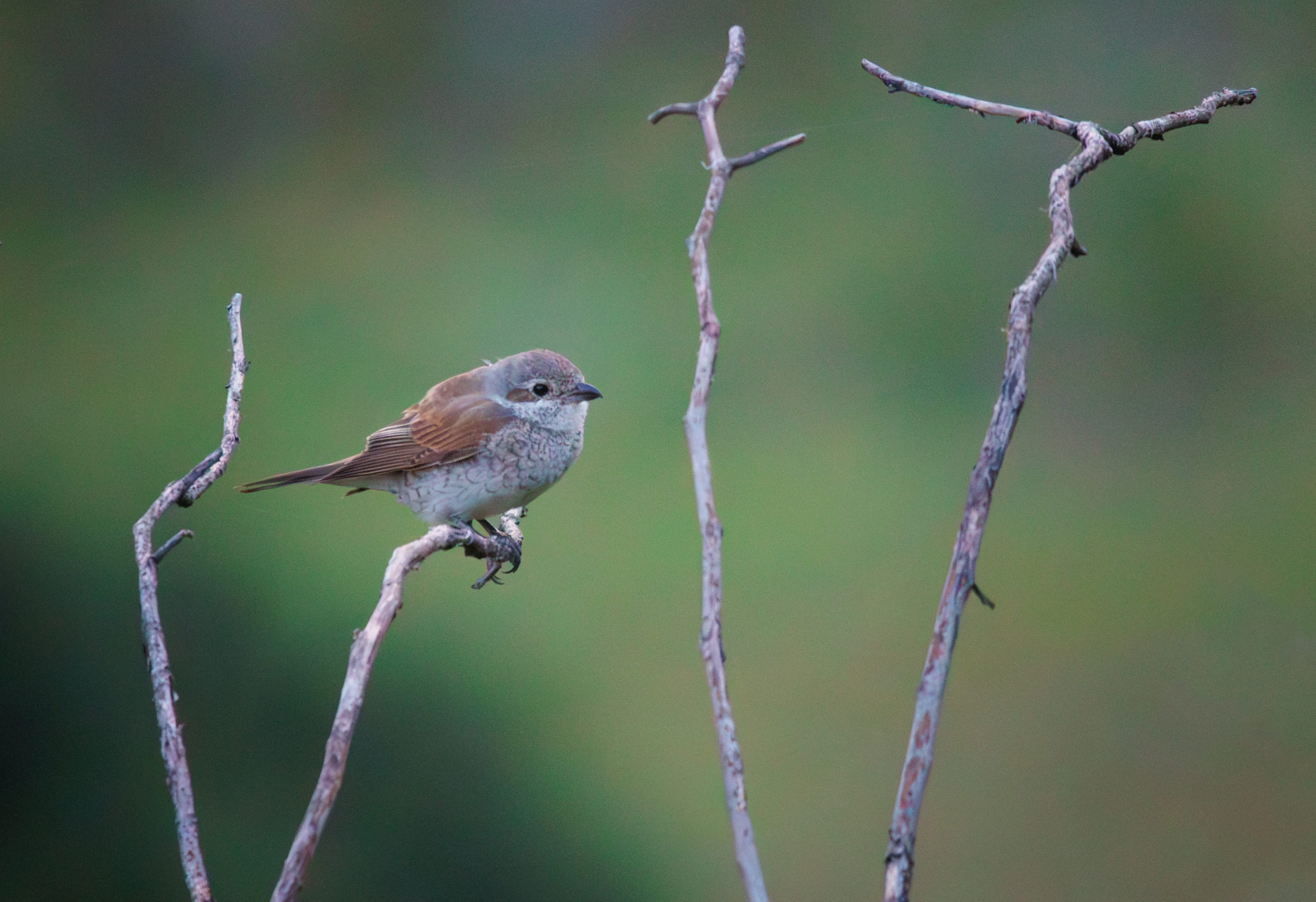птица, сорокопут, жулан, слеток, Светлана Холодняк