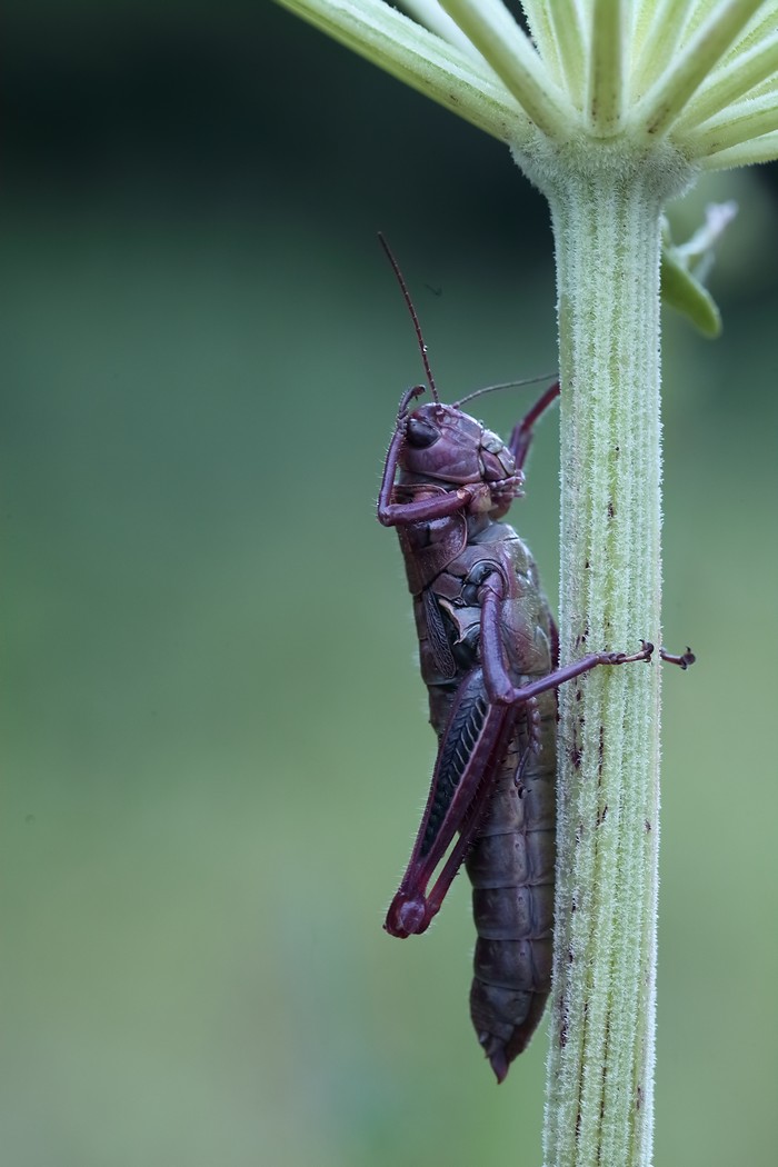 саранча дождь зонтик, Евгений Слободской