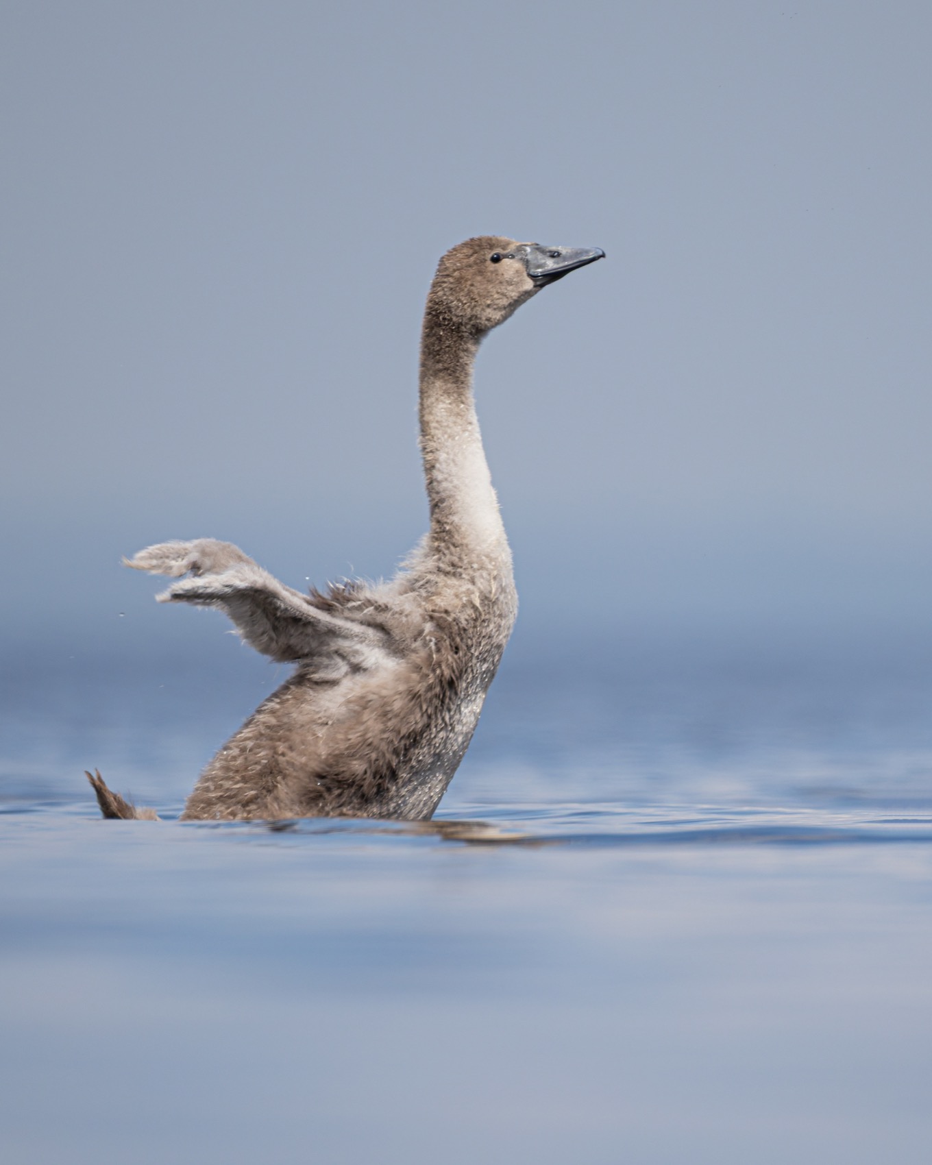 шипун, лебедь, лебедь шипун, лебедь-шипун, финский залив, Руслан Pl