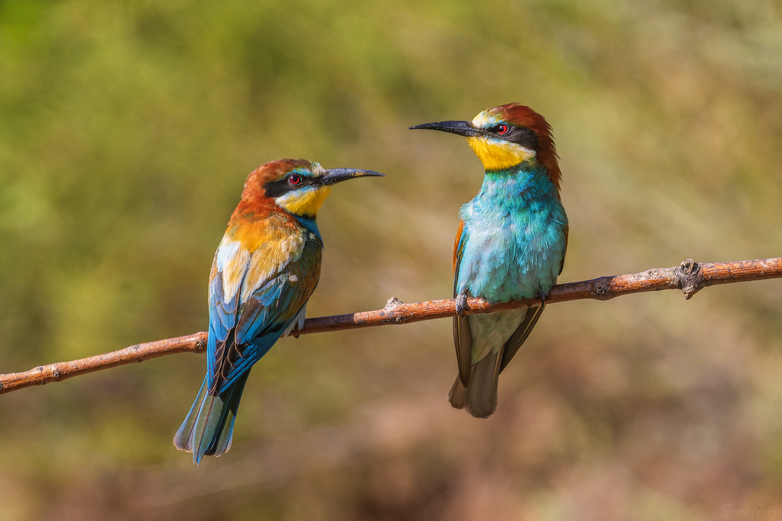 щурка, птицы, пернатые, Глебов Сергей