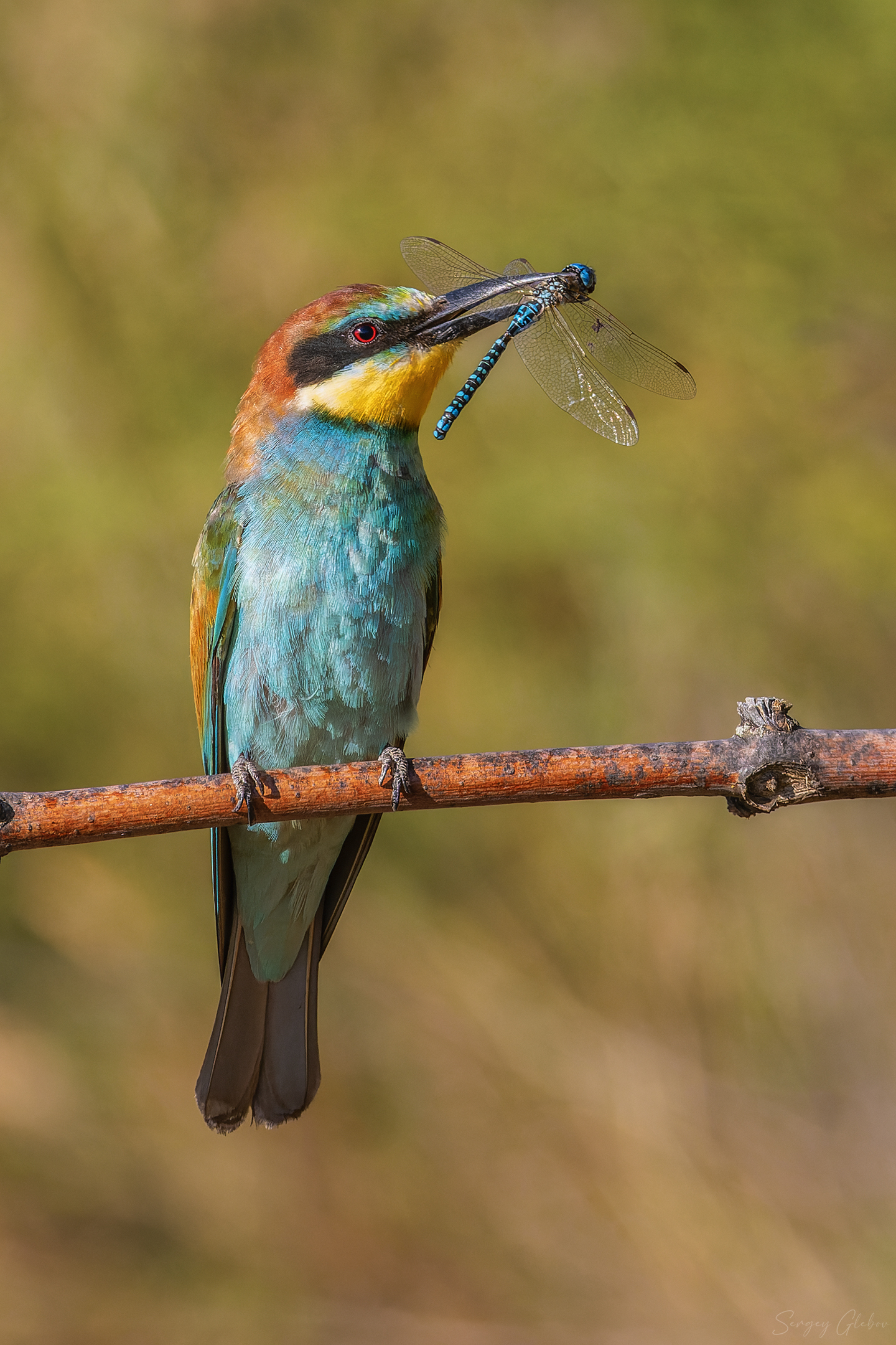 щурка, птицы, пернатые, Глебов Сергей