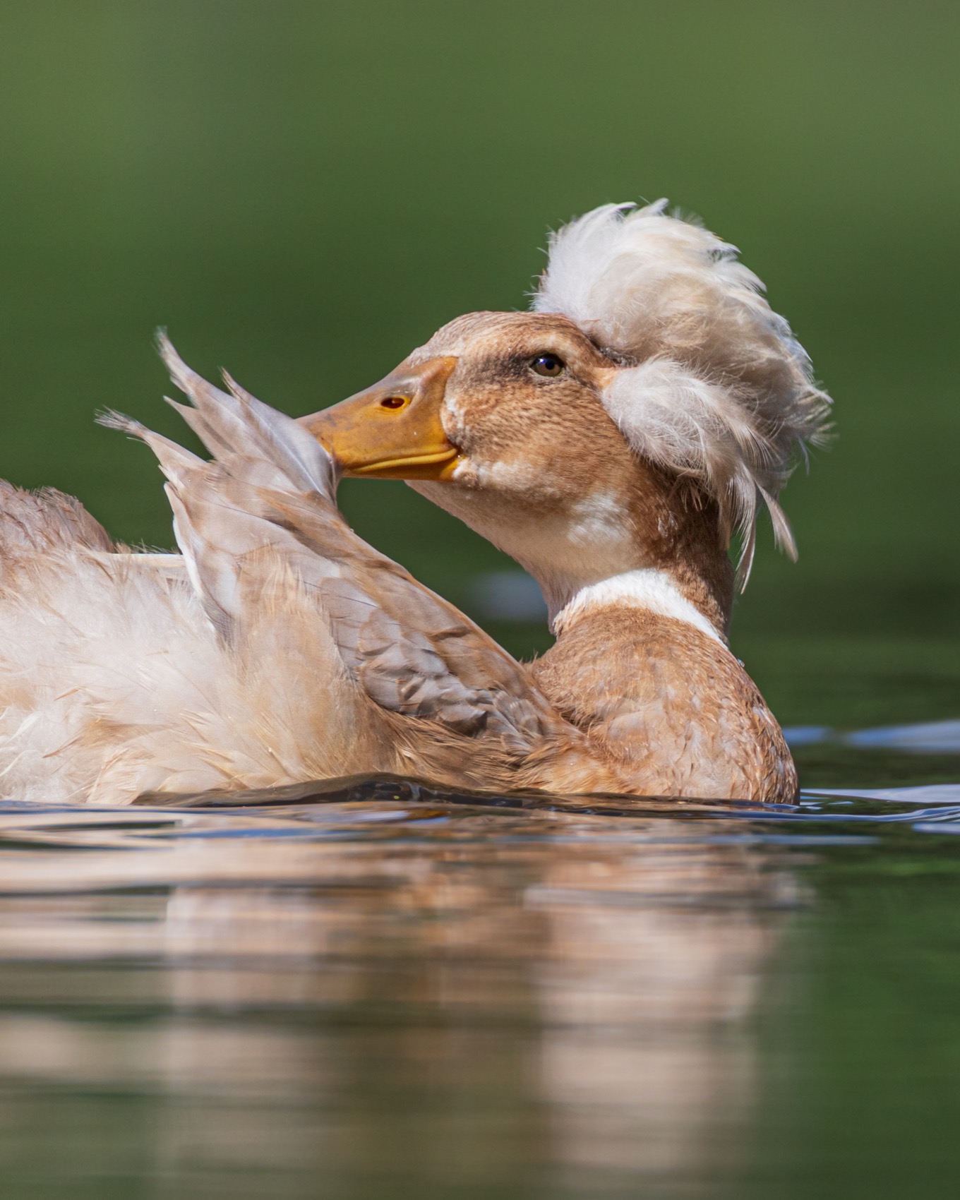 хохлатая утка, утка, птицы, Руслан Pl