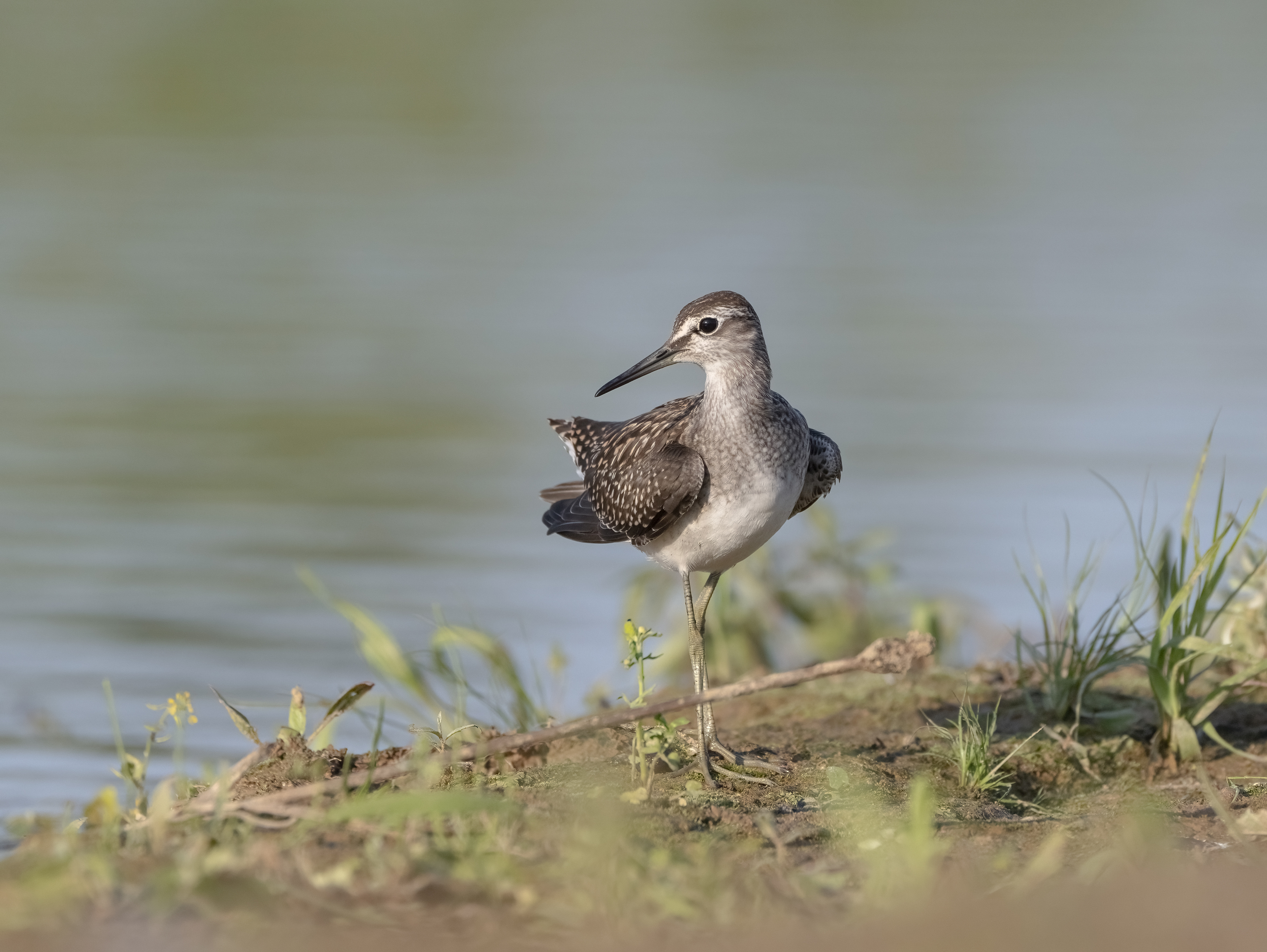 птицы,природа, лето, Андрей Киселёв