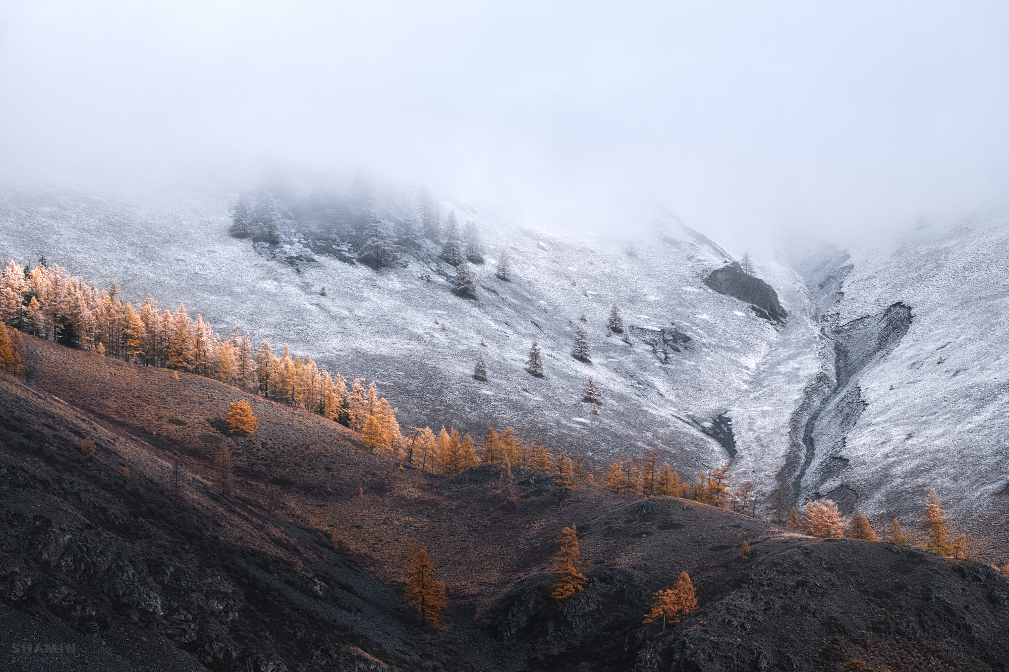 , Константин Шамин