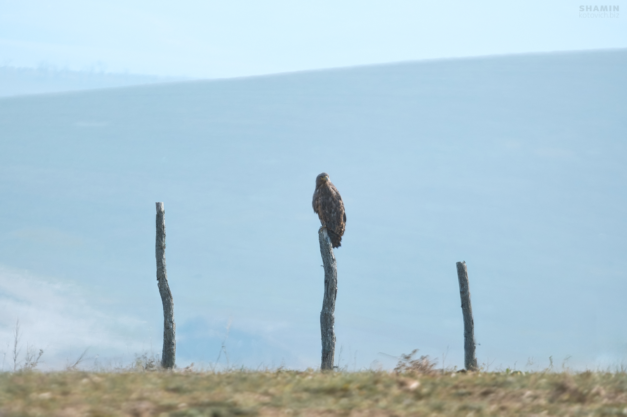 , Константин Шамин