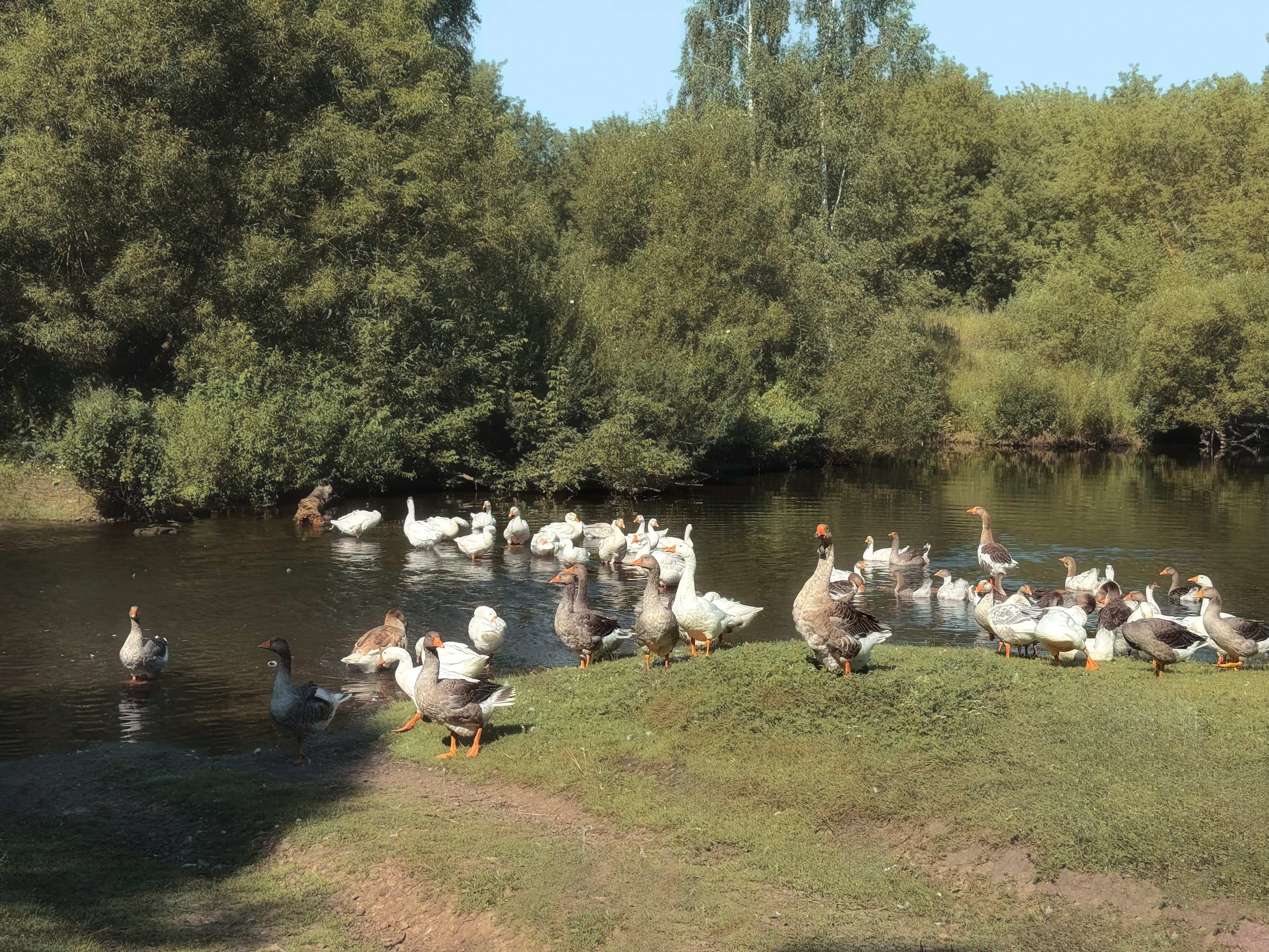 пастораль, природа, пейзаж, гуси, лето, лето в деревне, , Мартыненко Дмитрий
