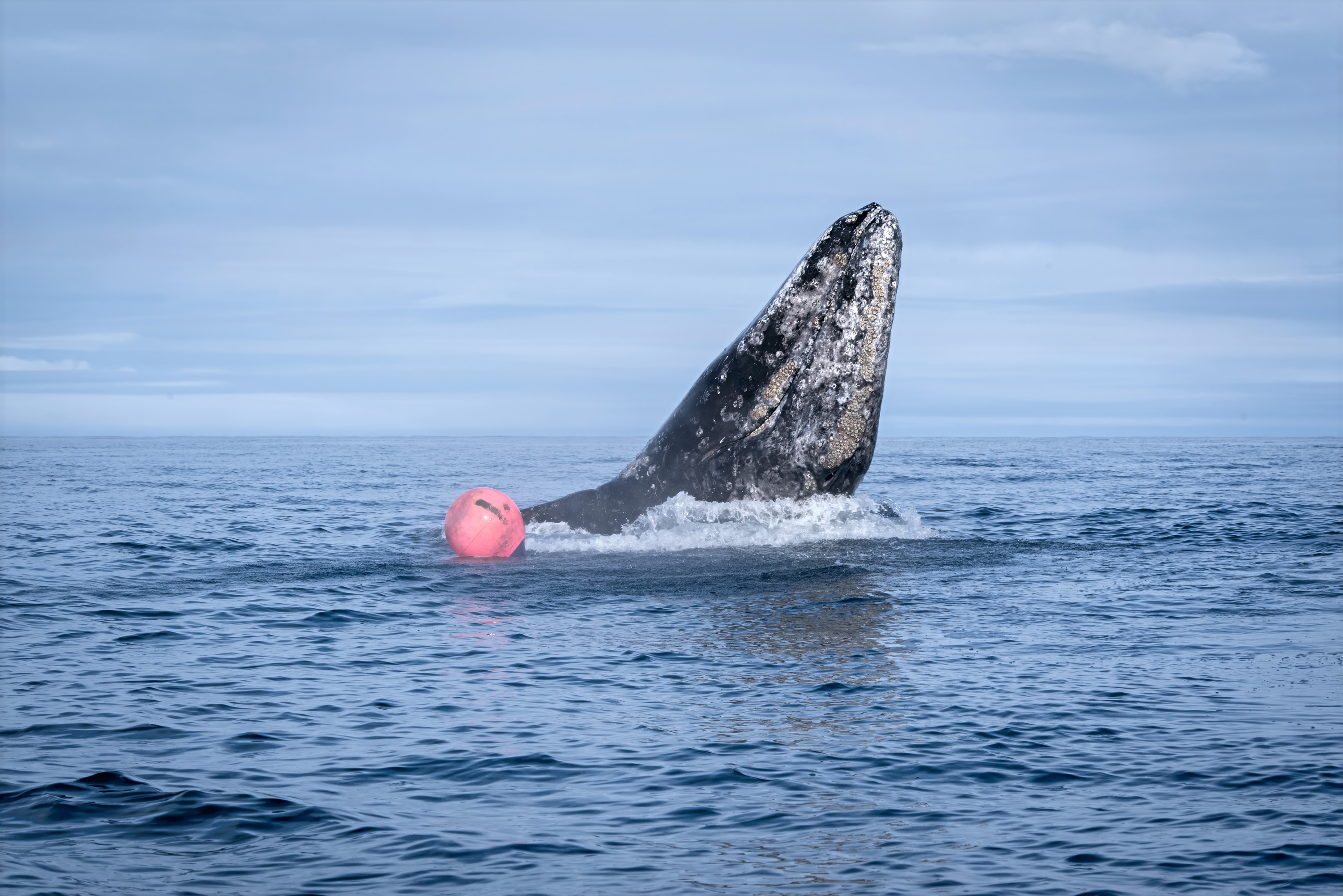 , Александр Новиков