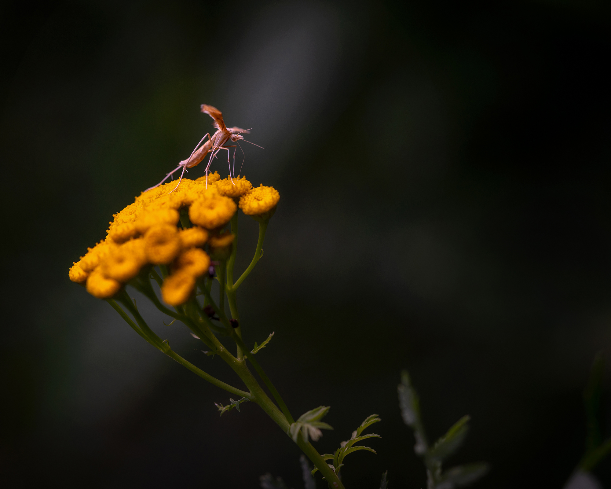 богомол, пижма, макро, флора, растение, природа, насекомое, Завьялова Людмила