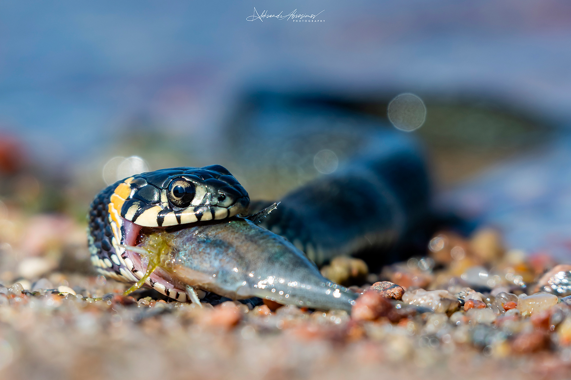 , Абросимов Александр