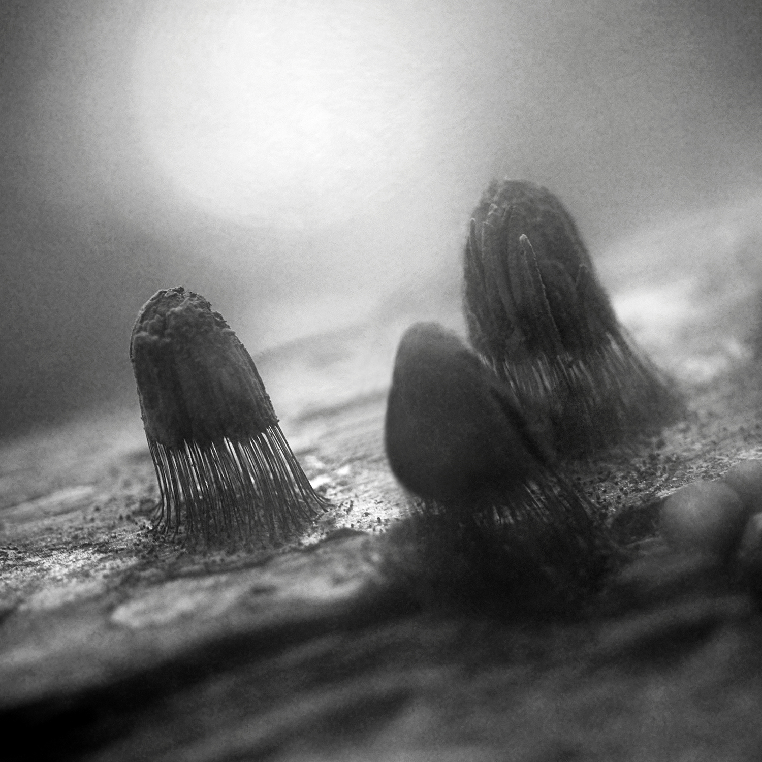 чб, макро, стемонитис, Сергей Кот