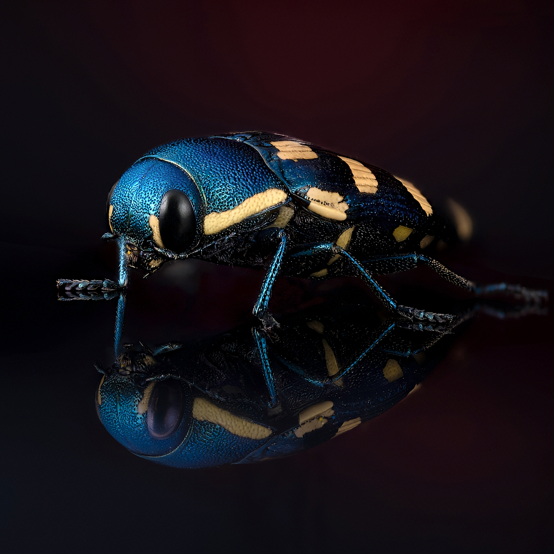 coleoptera, buprestidae, buprestis octoguttata,  златка восьмипятнистая хвойная, Kavaliauskas Eugenijus