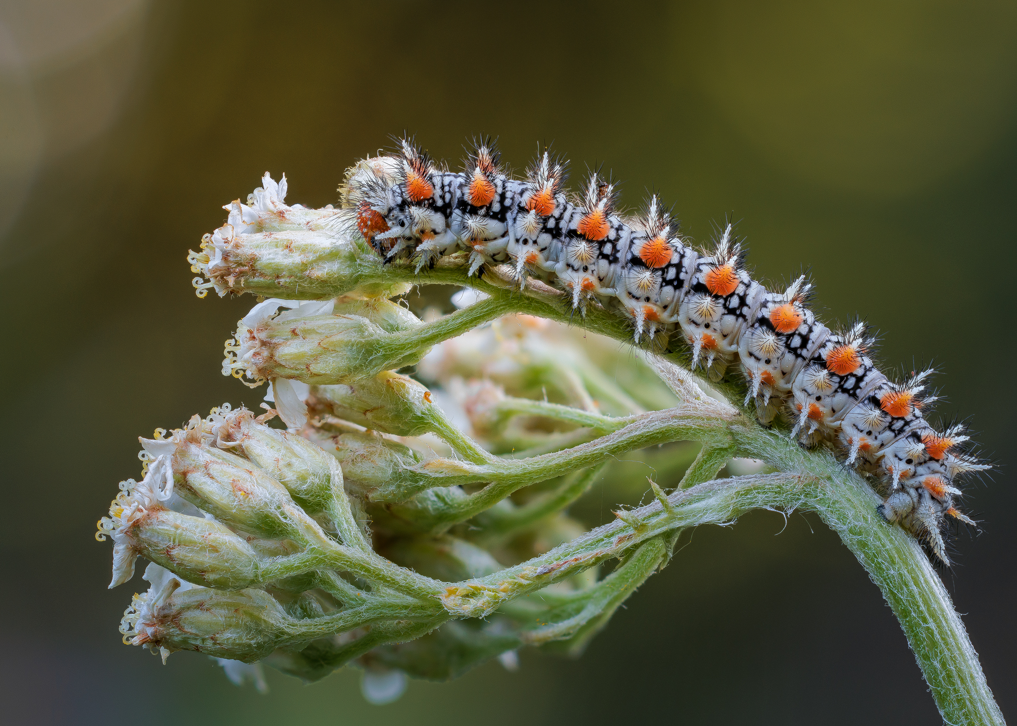 , Кузнецов Дмитрий