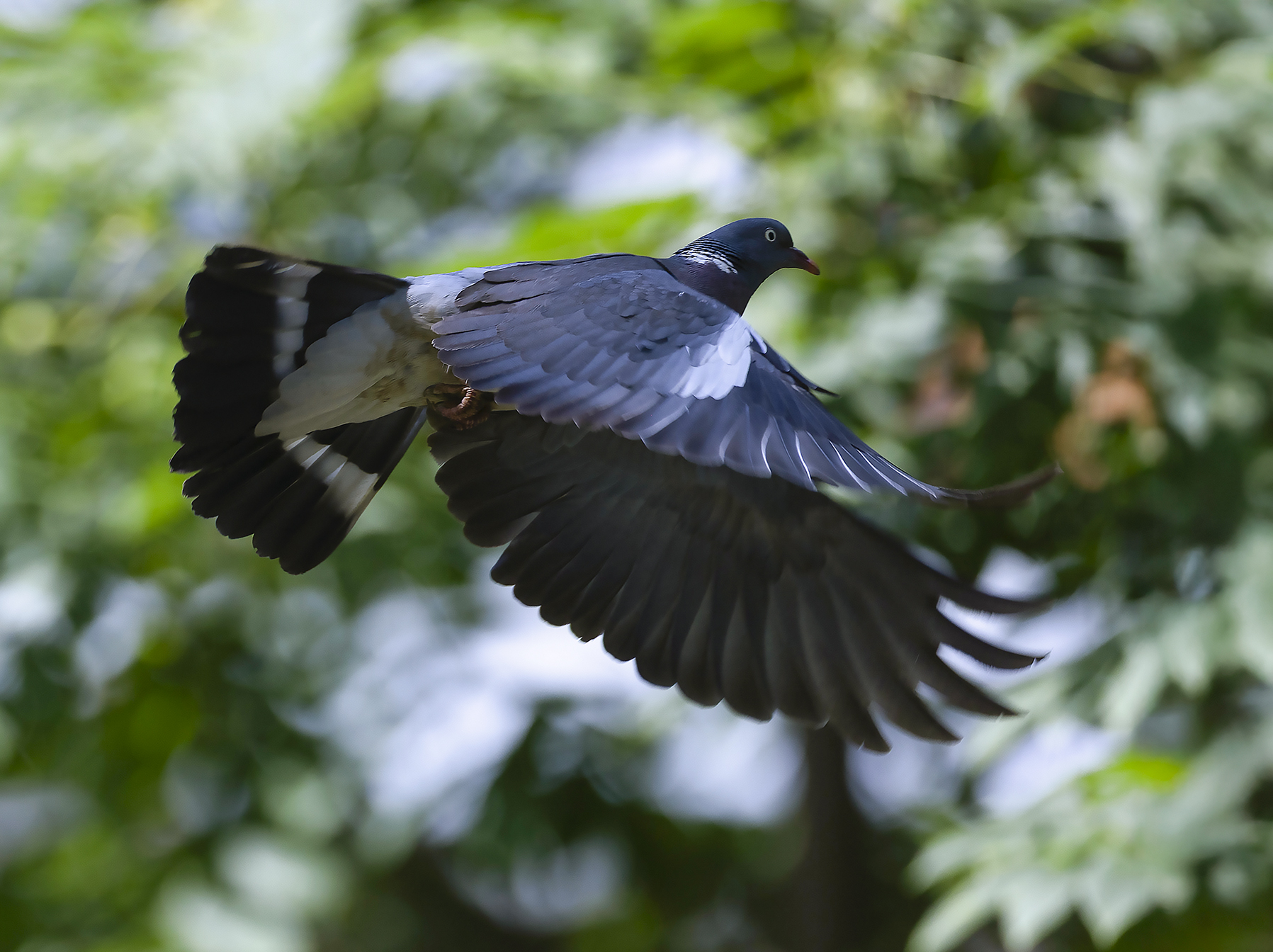 вяхирь, полёт ,красавчик, лес, природа, bird, beautiful, forest, nature, Стукалова Юлия