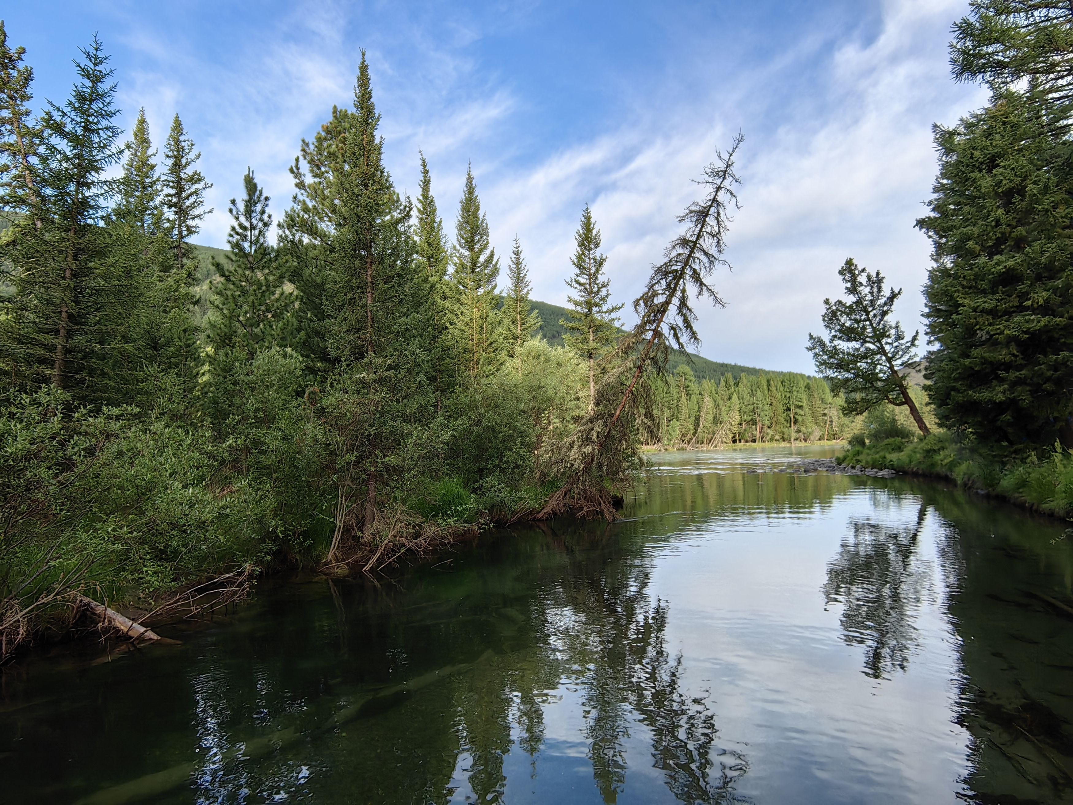 .природа,алтай,река бара,деревья.лес, Козлова Галина