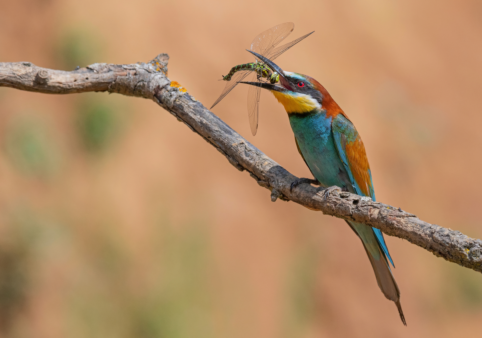 щурки, птицы, весна, лето, фотоохота, Сигушин Руслан