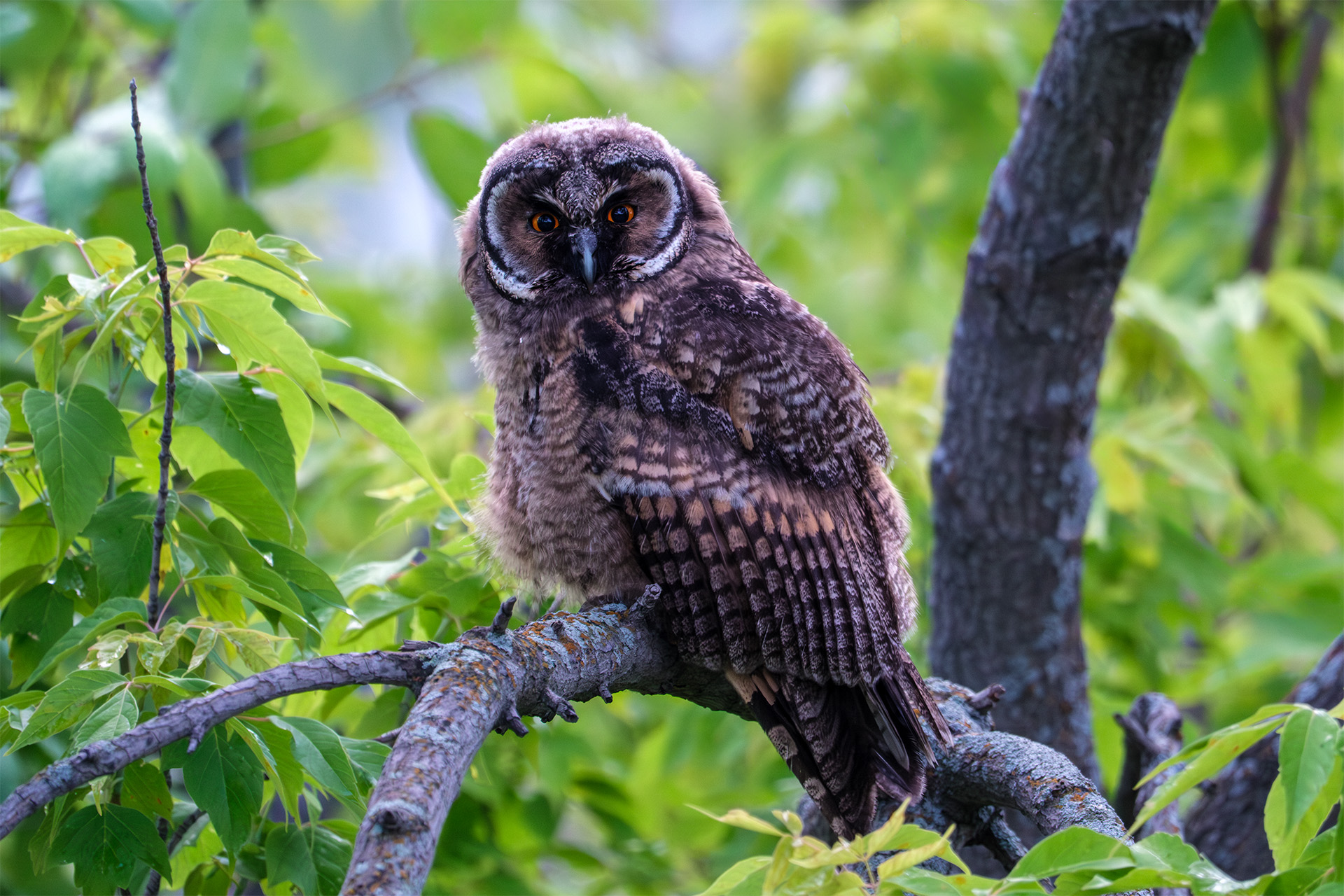 , Бодрягин Виталий