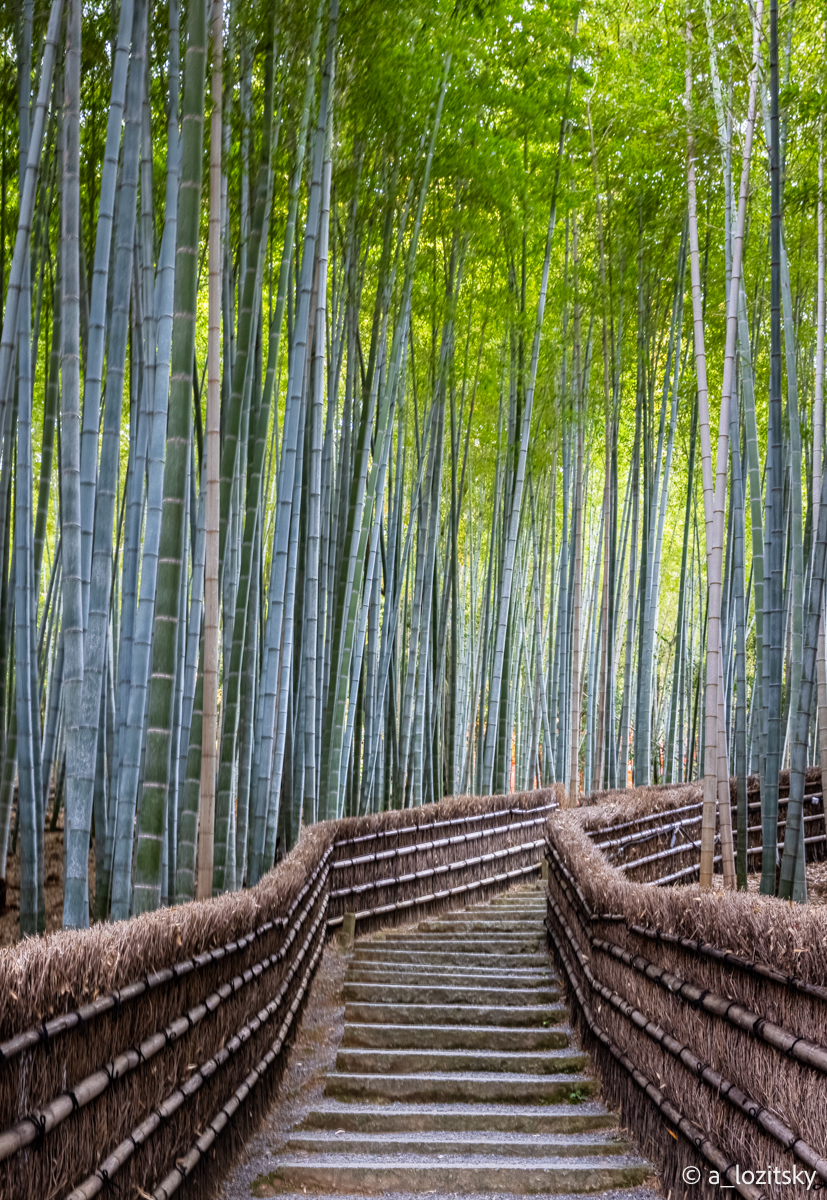 , Лозицкий Александр