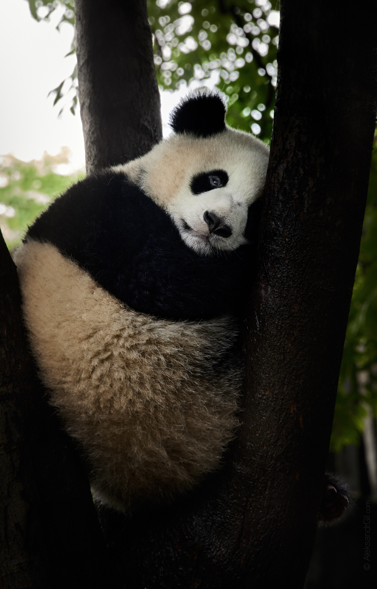 панда panda, Гиль Александр