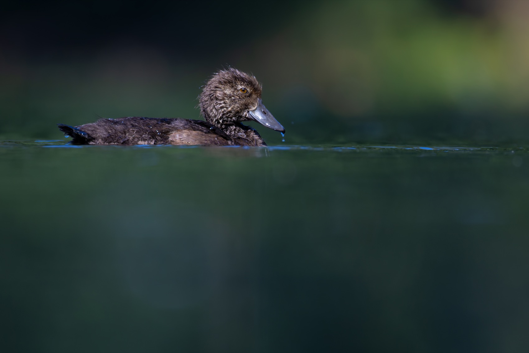 нырок, хохлатая чернеть, утка, птицы, утенок, Руслан Pl