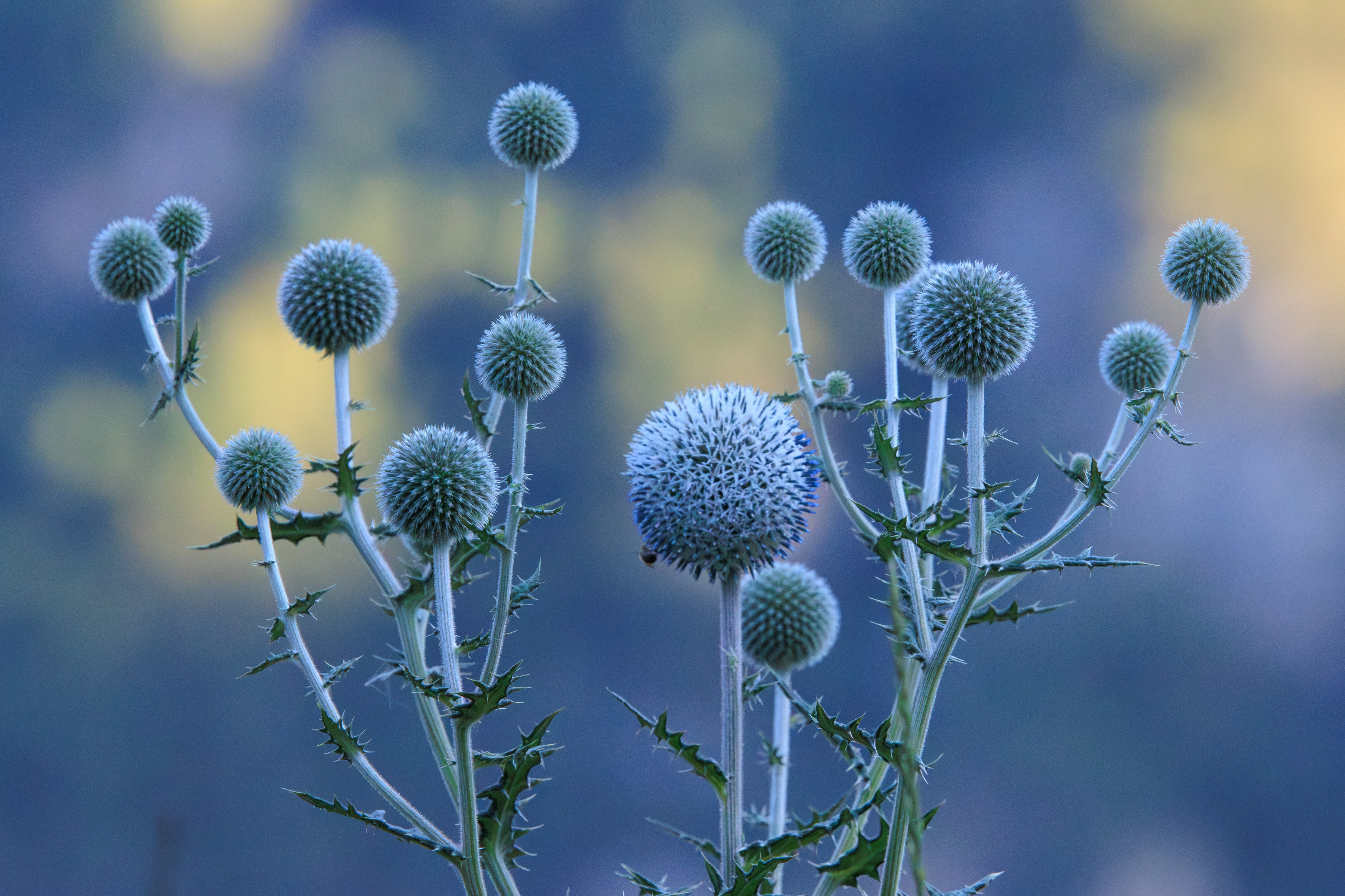 , Светлана Холодняк