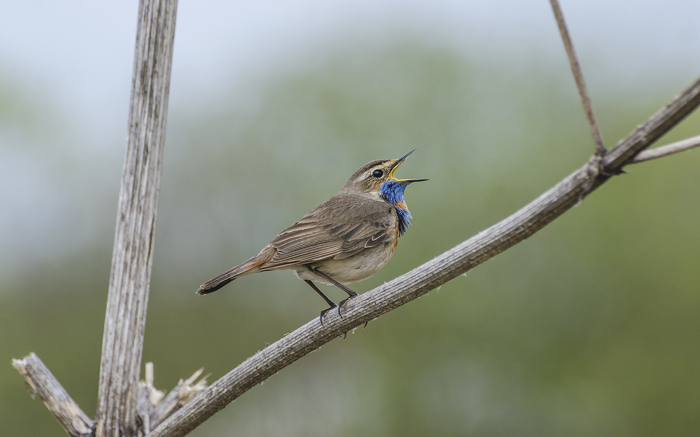 птица, варакушка, самец, Михаил Агеев