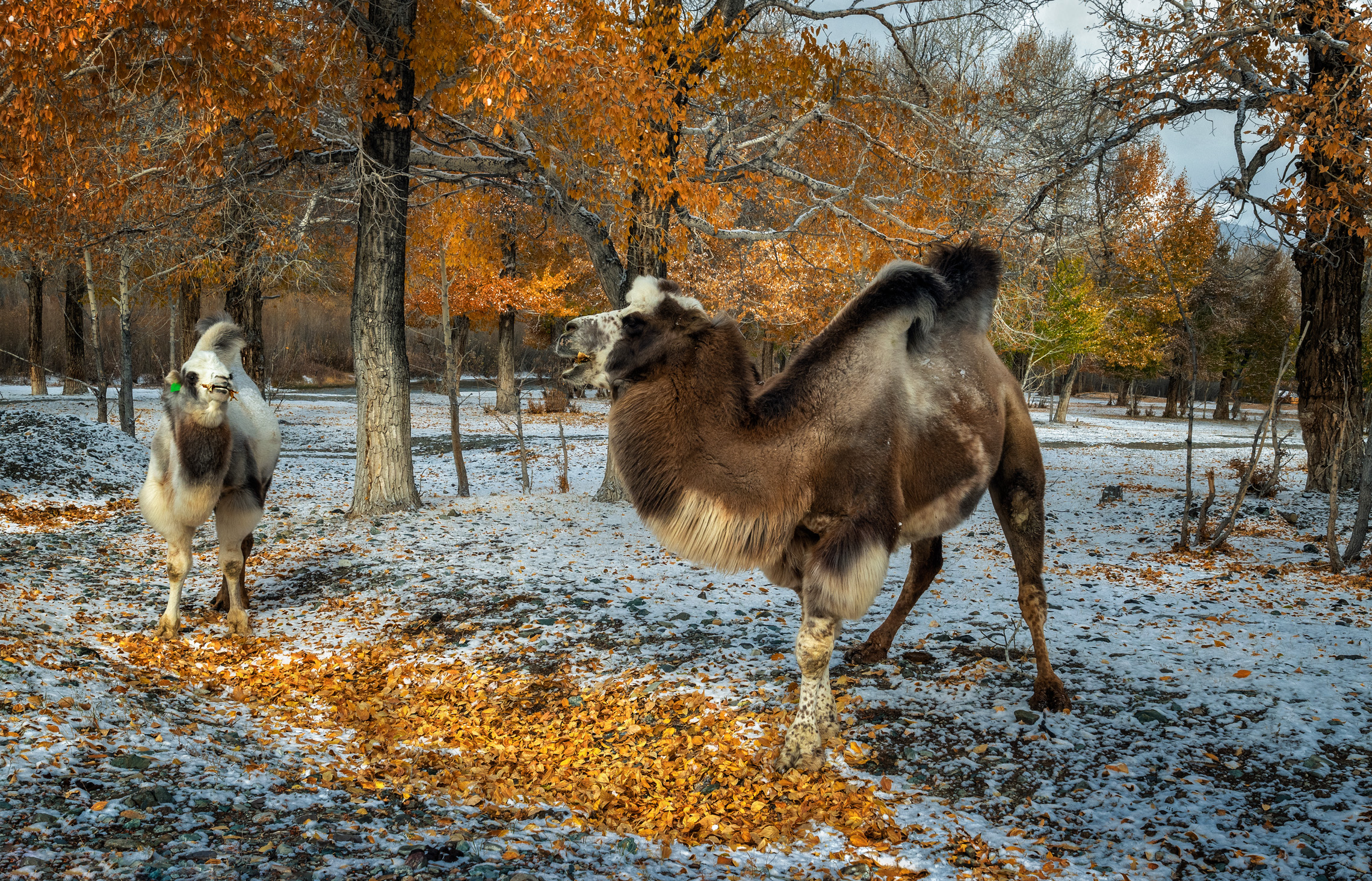 горный алтай, осень, первый снег, листья, верблюды, Lora Pavlova