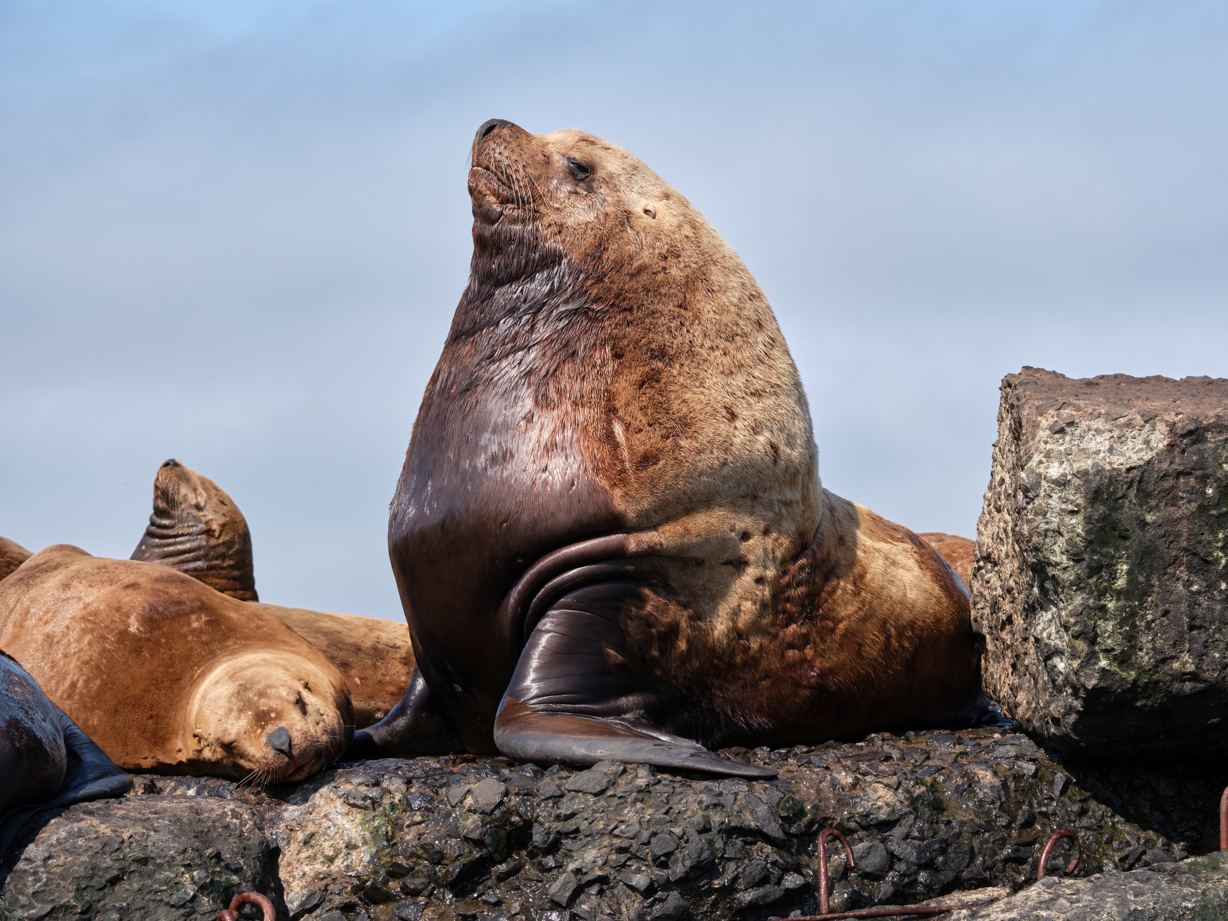 сивуч, сахалин,тюлени, Багурский Алексей