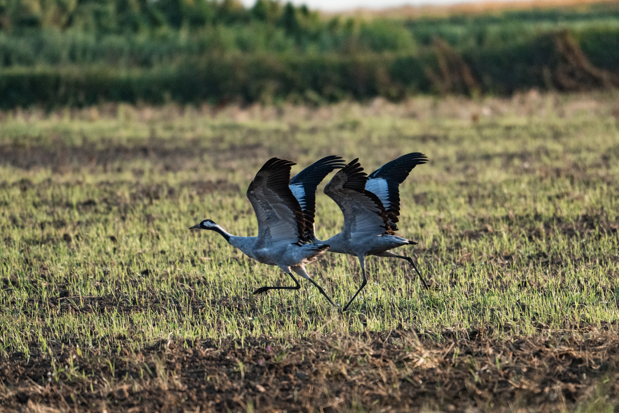, Велин Александр