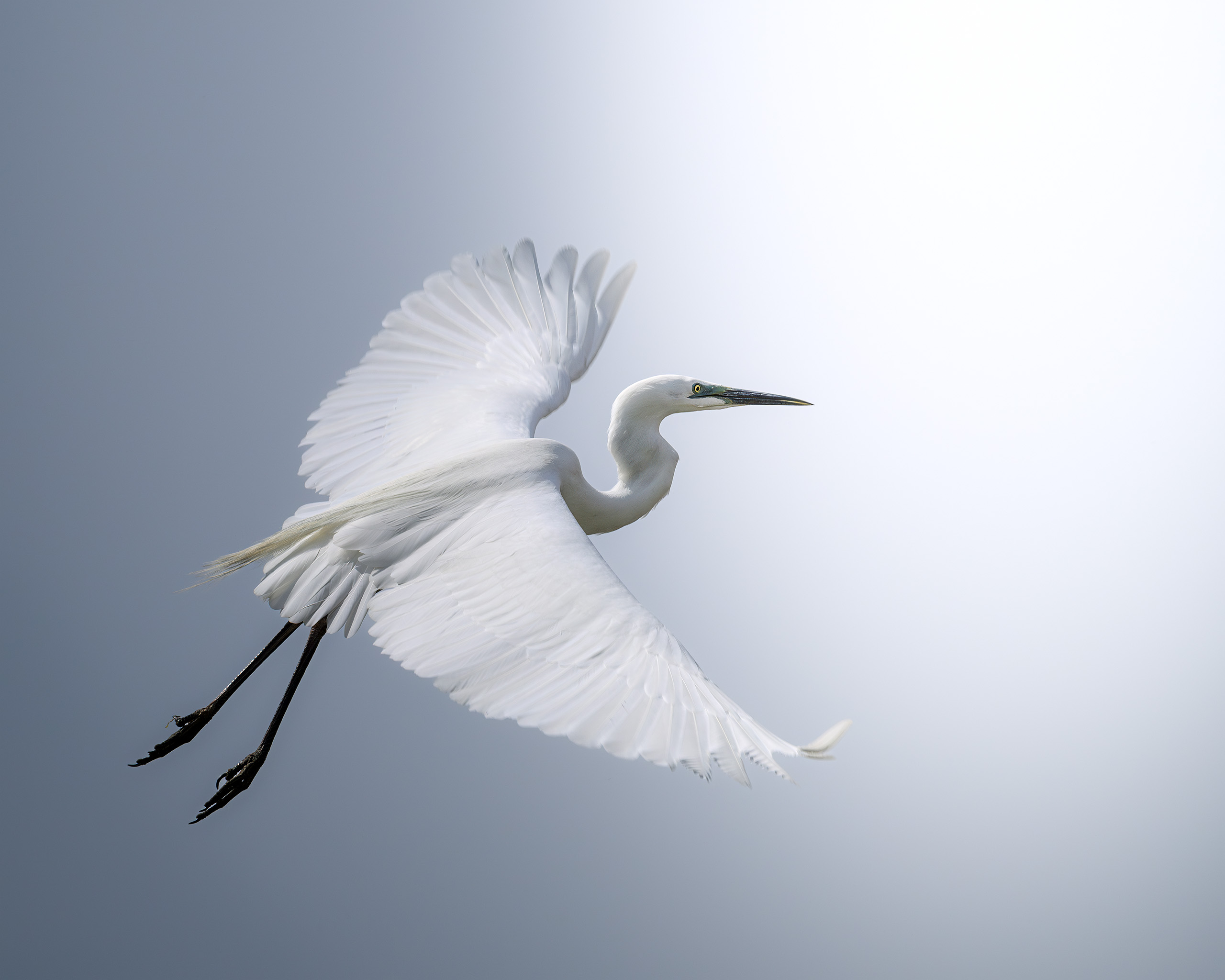 птицы, полёт, природа, цапля, birdwatching, birds, Михаил Ездаков